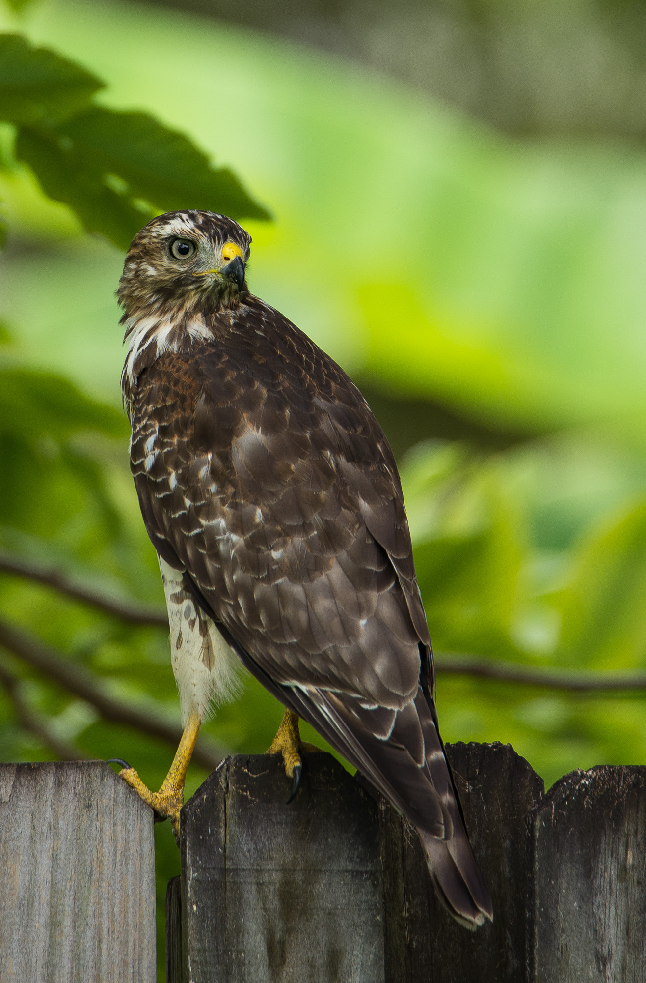 Nikon D600 sample photo. Red-shouldered hawk photography