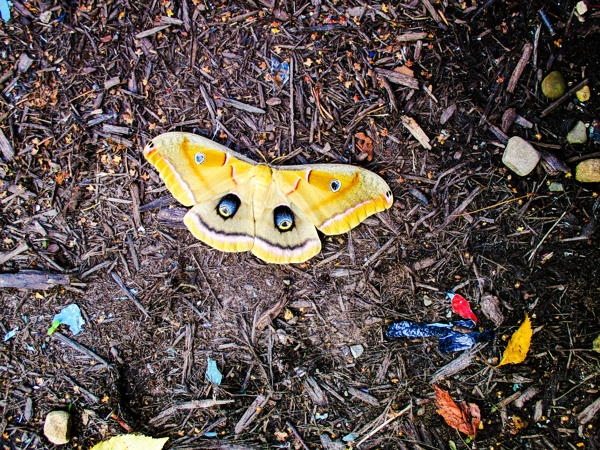 Canon PowerShot ELPH 160 (IXUS 160 / IXY 150) sample photo. Antheraea polyphemus photography