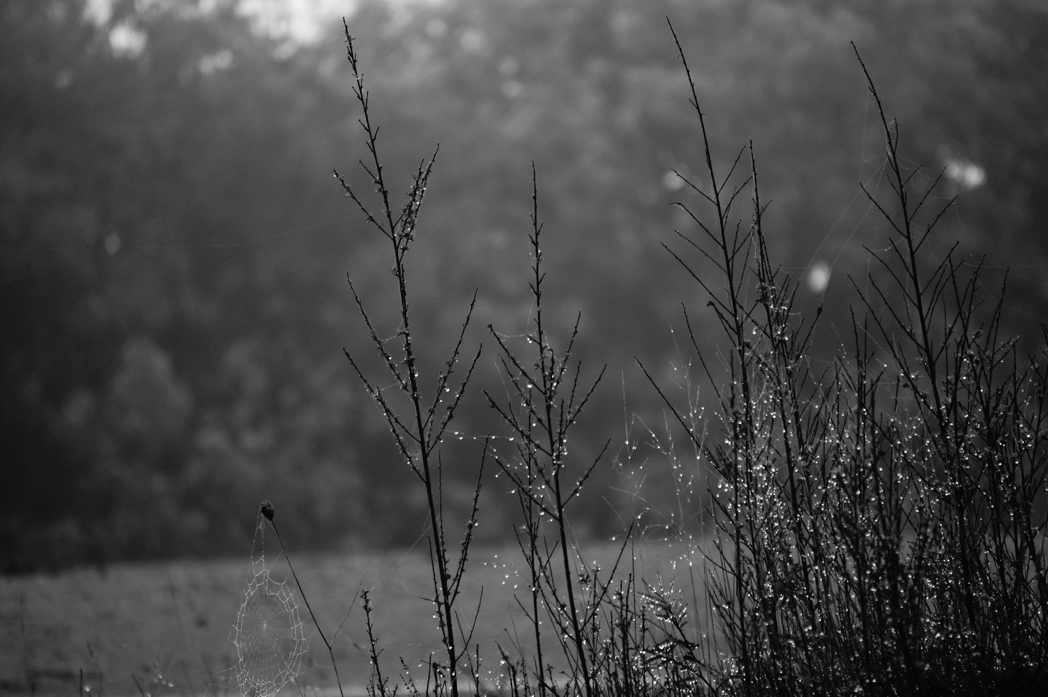 Sony Alpha NEX-5 sample photo. B/n monocromatico photography
