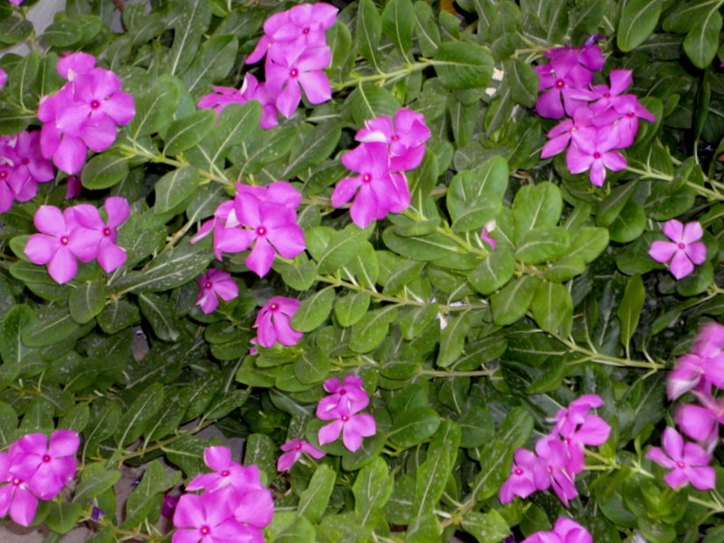 Sony DSC-W390 sample photo. Pink flowers photography