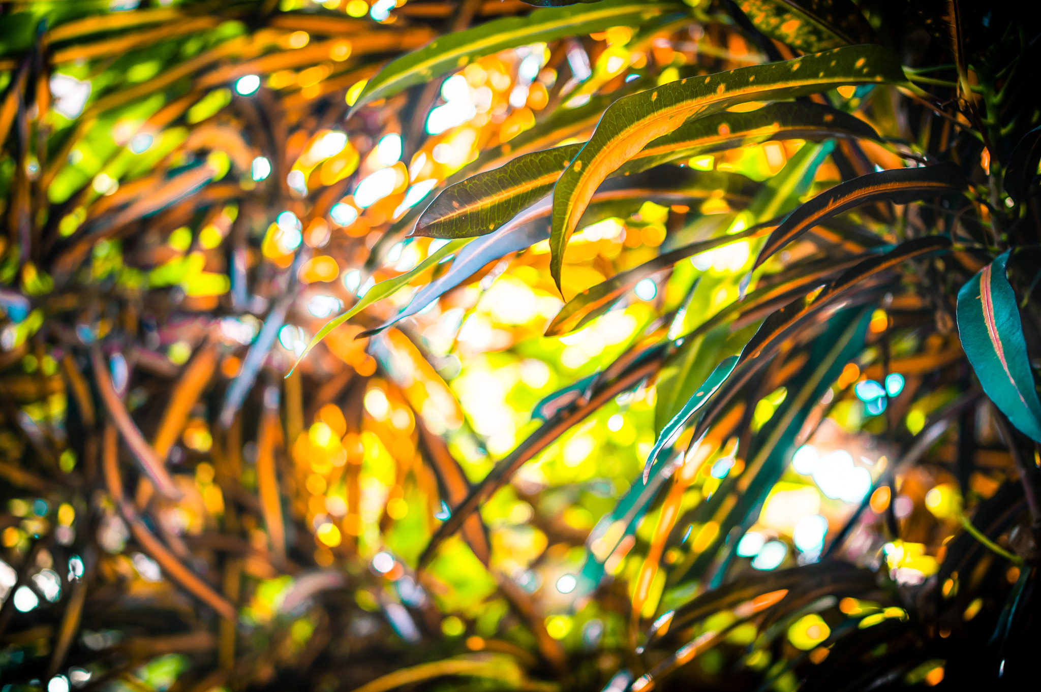 Pentax K-3 + Pentax smc DA 35mm F2.4 AL sample photo. A pattern of summer photography