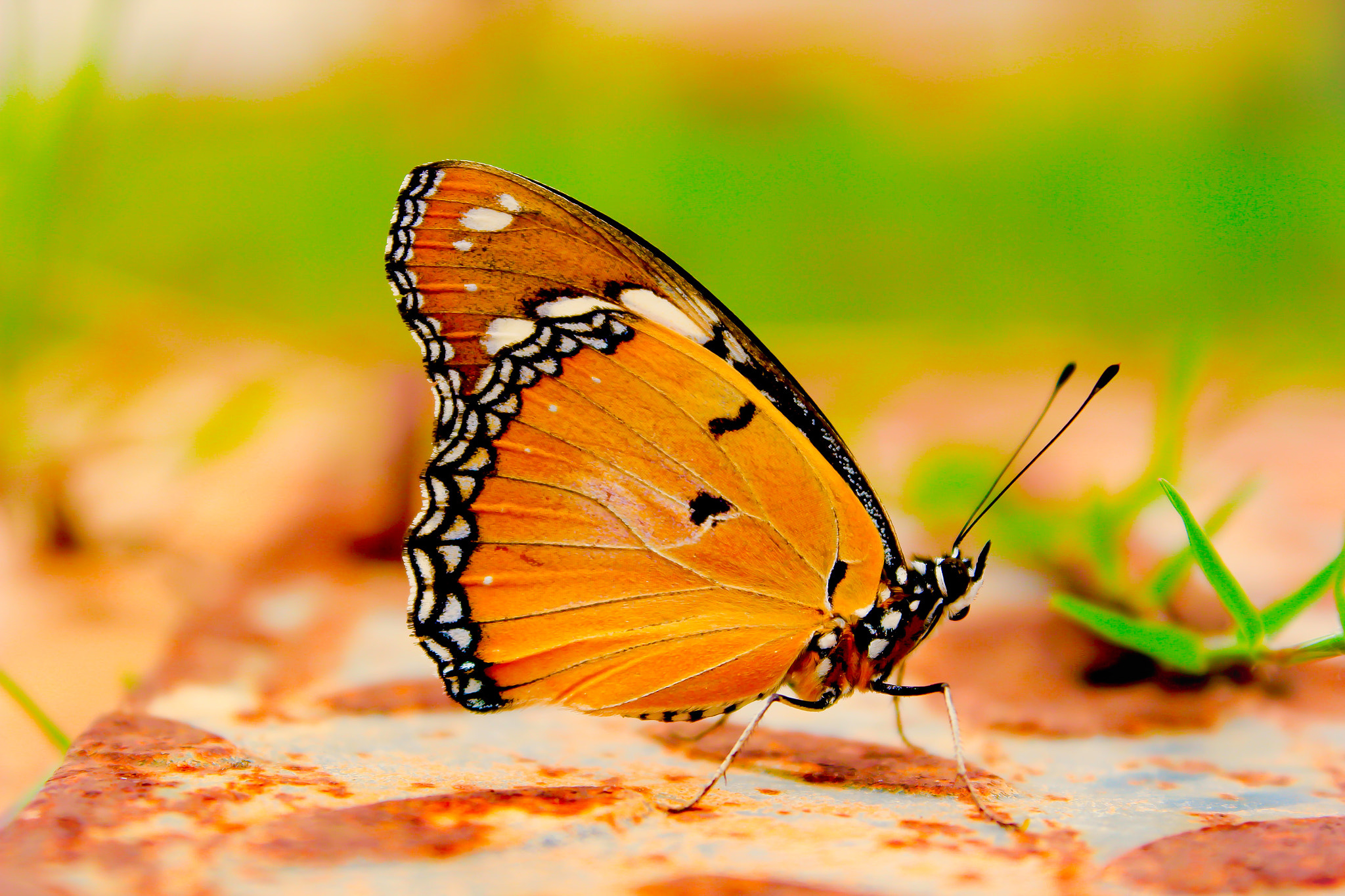 Canon EF-S 18-55mm F3.5-5.6 IS II sample photo. Butterfly! photography