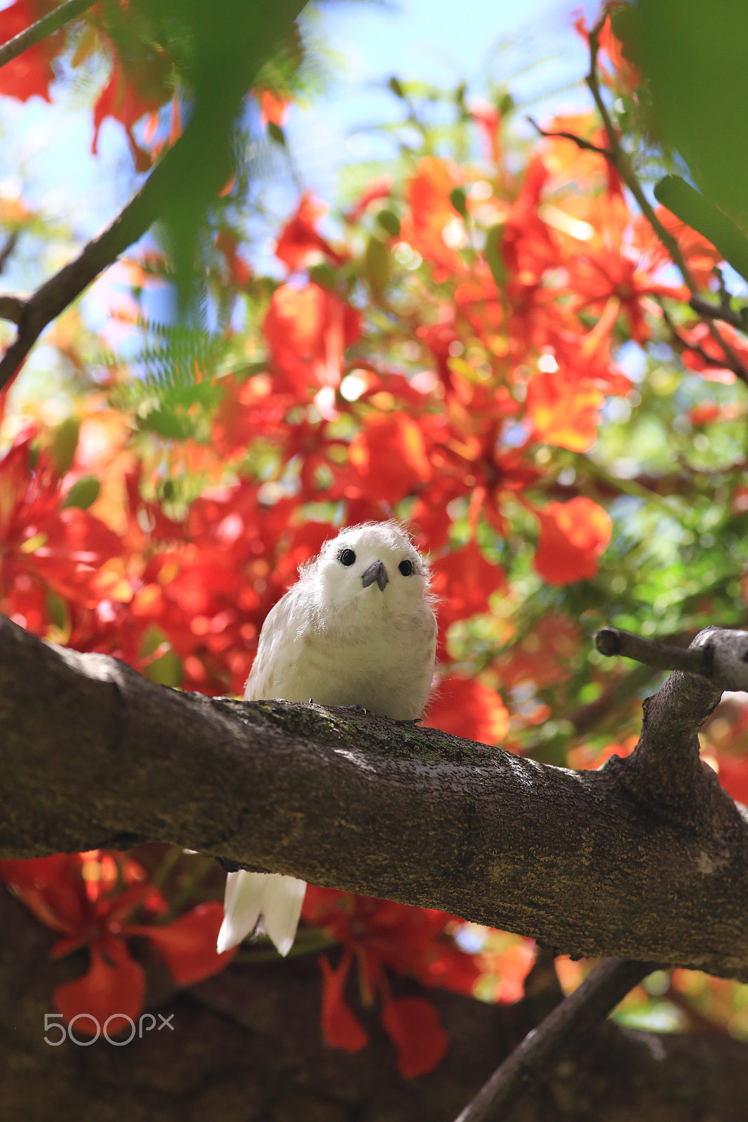Canon EOS 6D + Canon EF 400mm F5.6L USM sample photo. Manu o ku ~ white tern ~ gygis alba photography