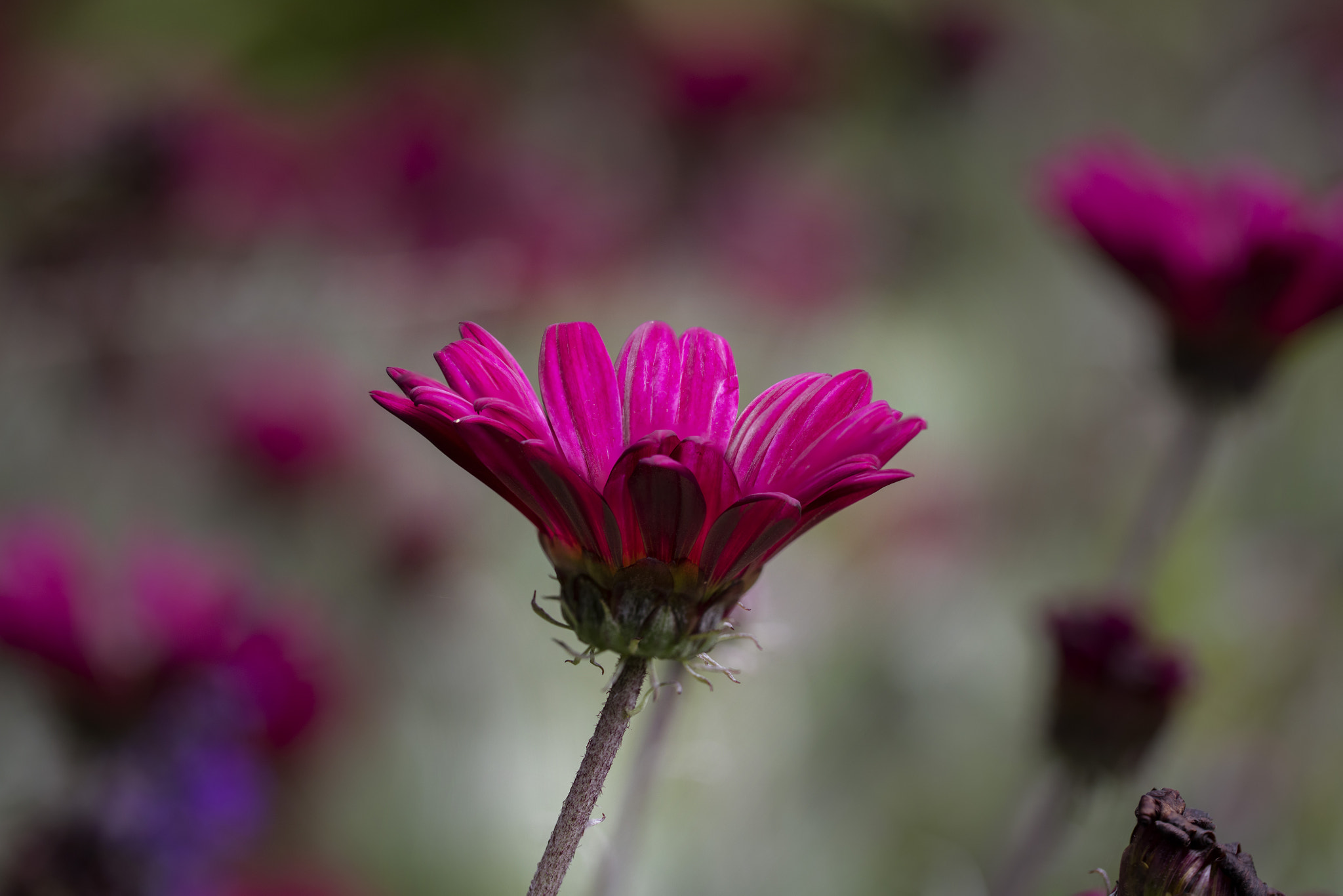 Canon EOS 5DS + Canon EF 100mm F2.8L Macro IS USM sample photo. Fort bragg trip 2 photography