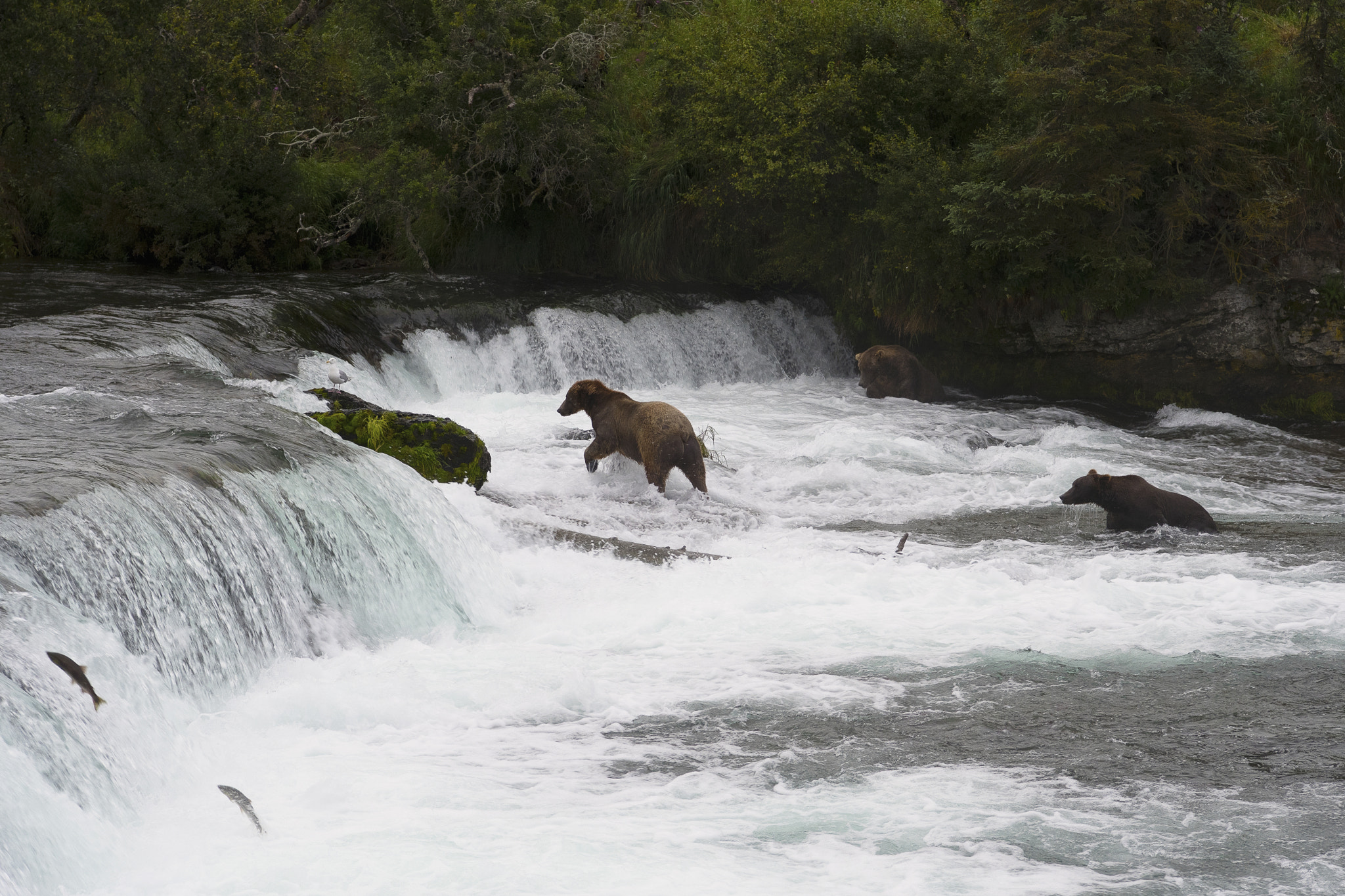 Nikon AF-S Nikkor 24-70mm F2.8E ED VR sample photo. Brooks falls photography
