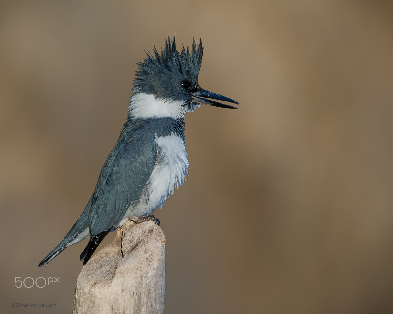 Nikon D3S + Nikon AF-S Nikkor 600mm F4G ED VR sample photo. Male belted kingfisher photography