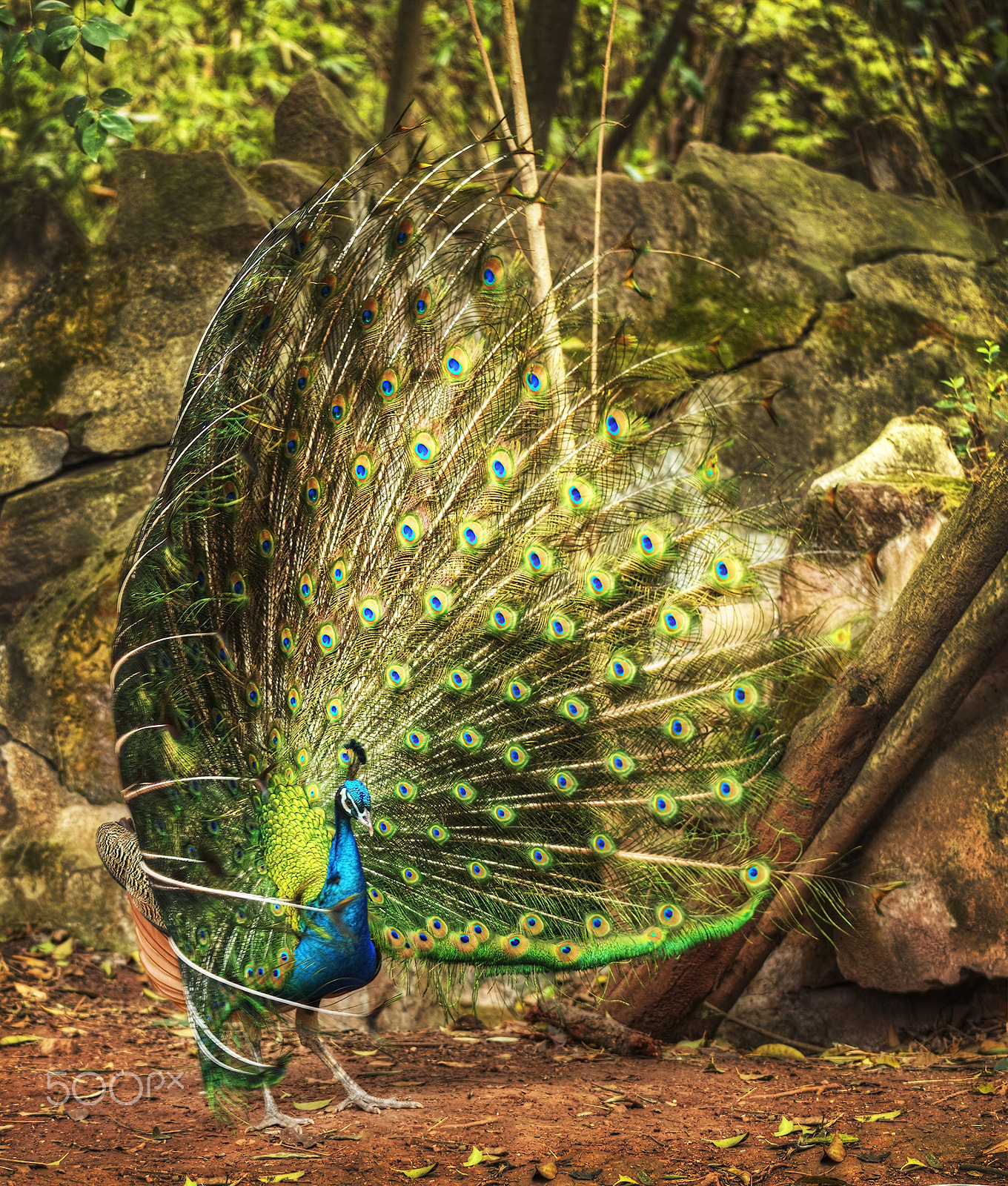 Canon EOS 5DS + Canon EF 70-200mm F4L IS USM sample photo. Tonemapped photography