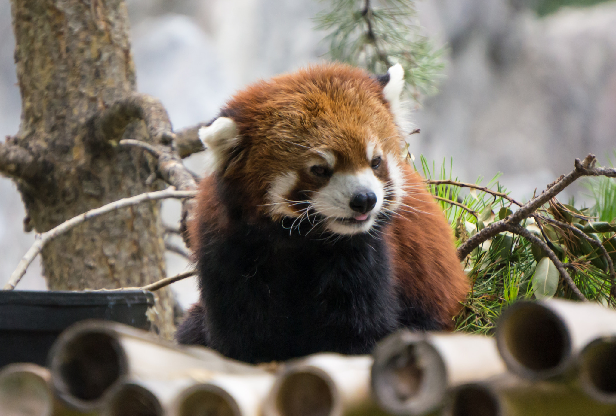 Sony Alpha NEX-5N + Sony E 55-210mm F4.5-6.3 OSS sample photo. Red panda! photography