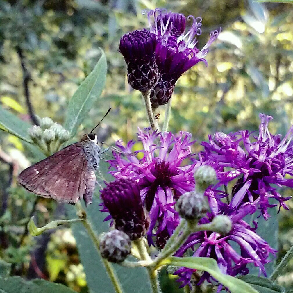 LG L70 sample photo. Family hesperiidae photography
