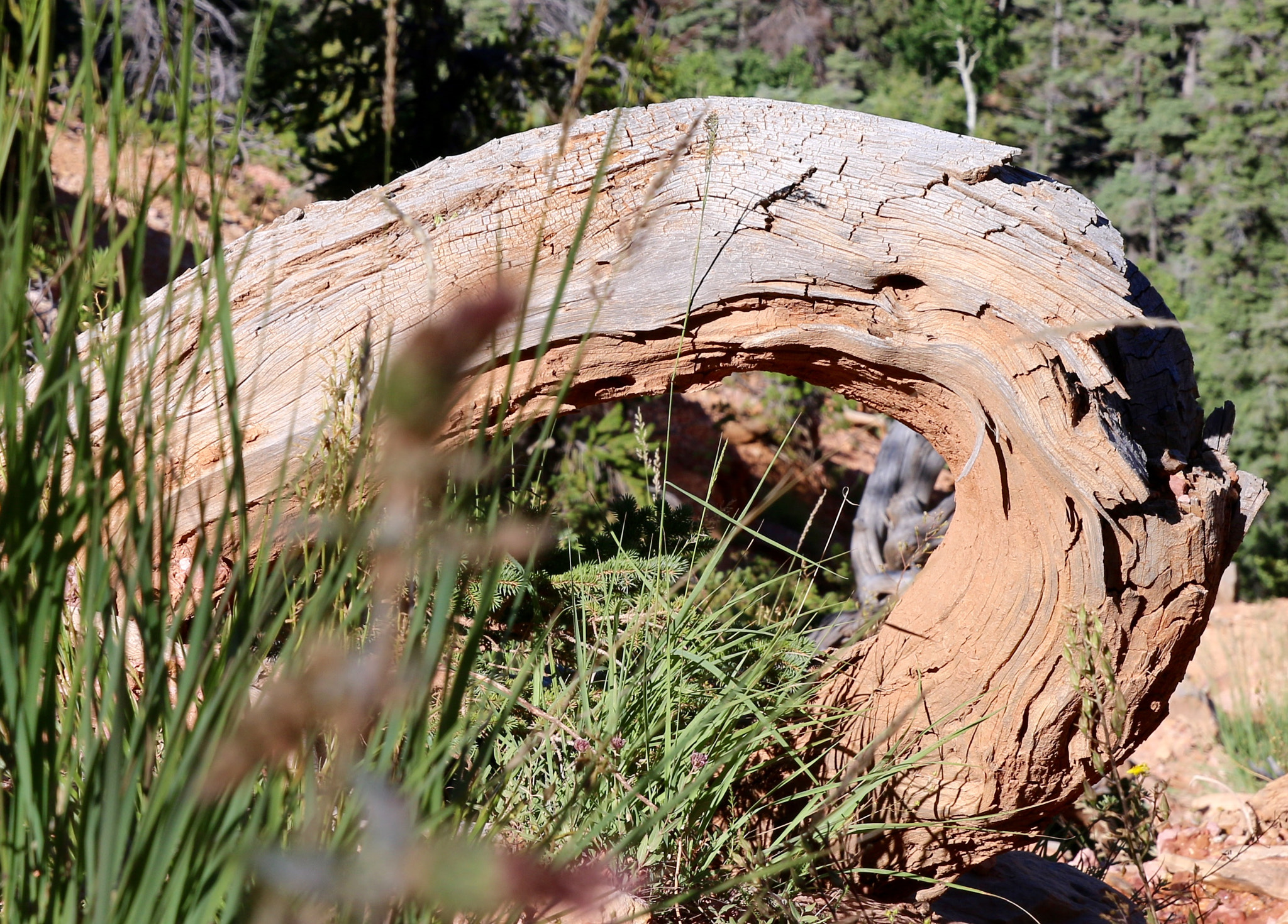 Canon EF 24-70mm F2.8L II USM sample photo. Twisted photography