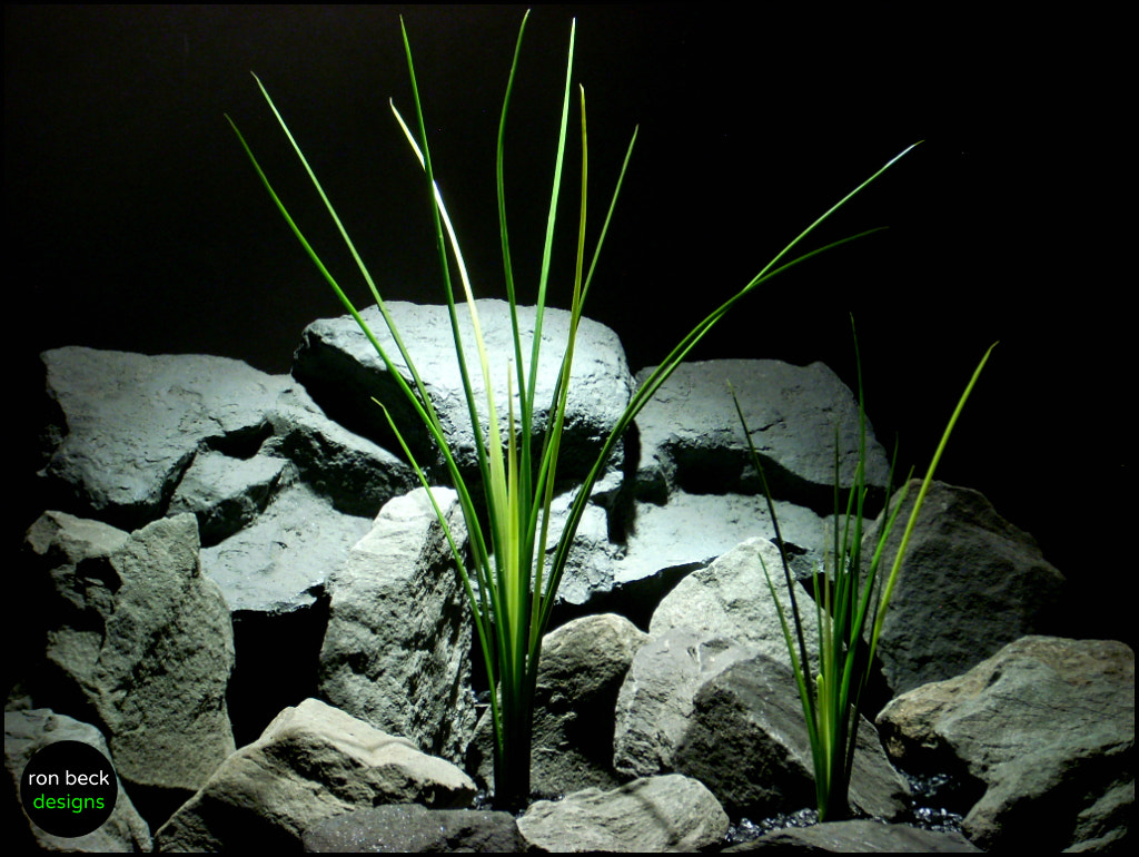 Nikon COOLPIX L11 sample photo. Plastic aquarium plants high grass ron beck designs photography