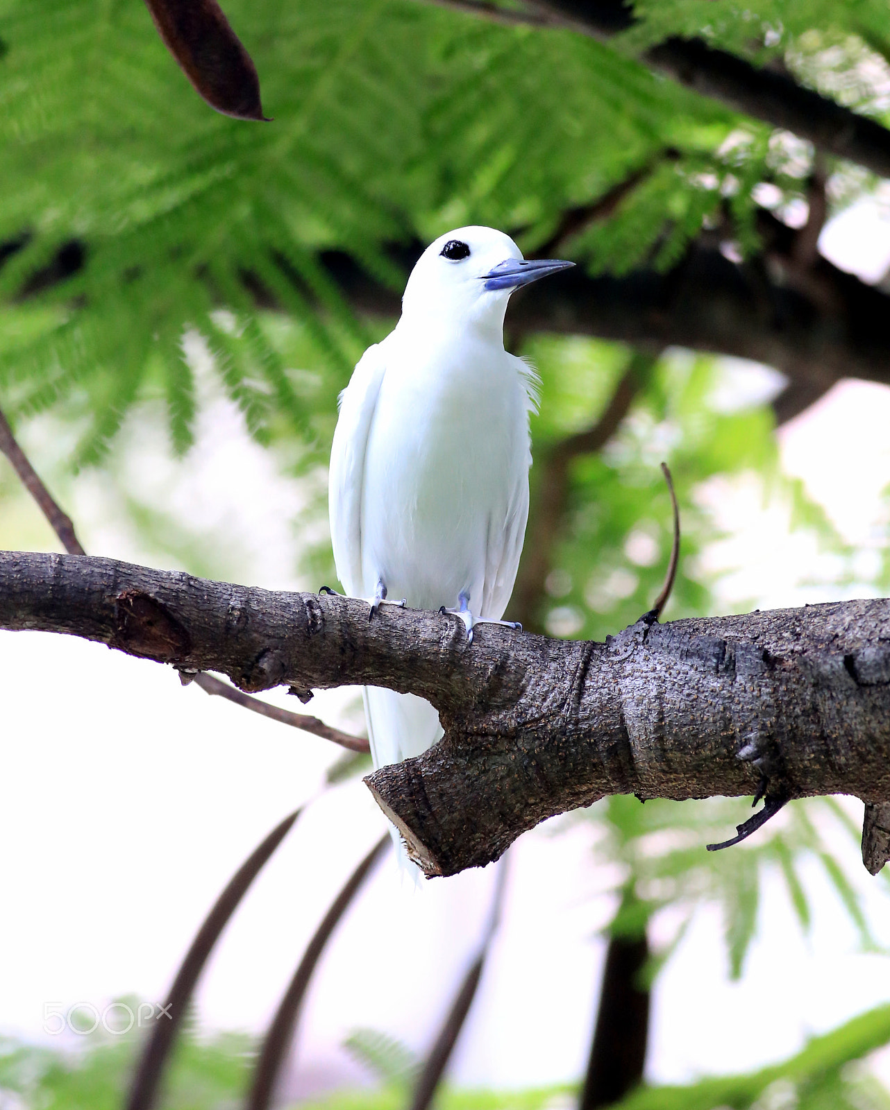 Canon EOS 6D + Canon EF 400mm F5.6L USM sample photo. Manu o ku ~ white tern ~ gygis alba photography