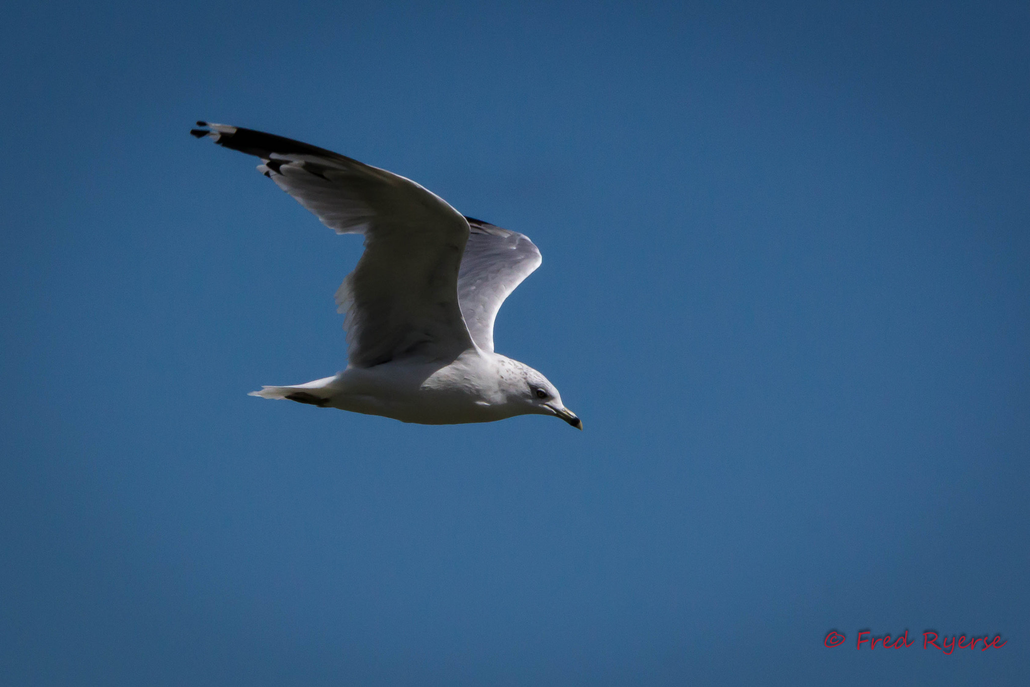 Tamron SP 150-600mm F5-6.3 Di VC USD sample photo. Seagull in flight photography