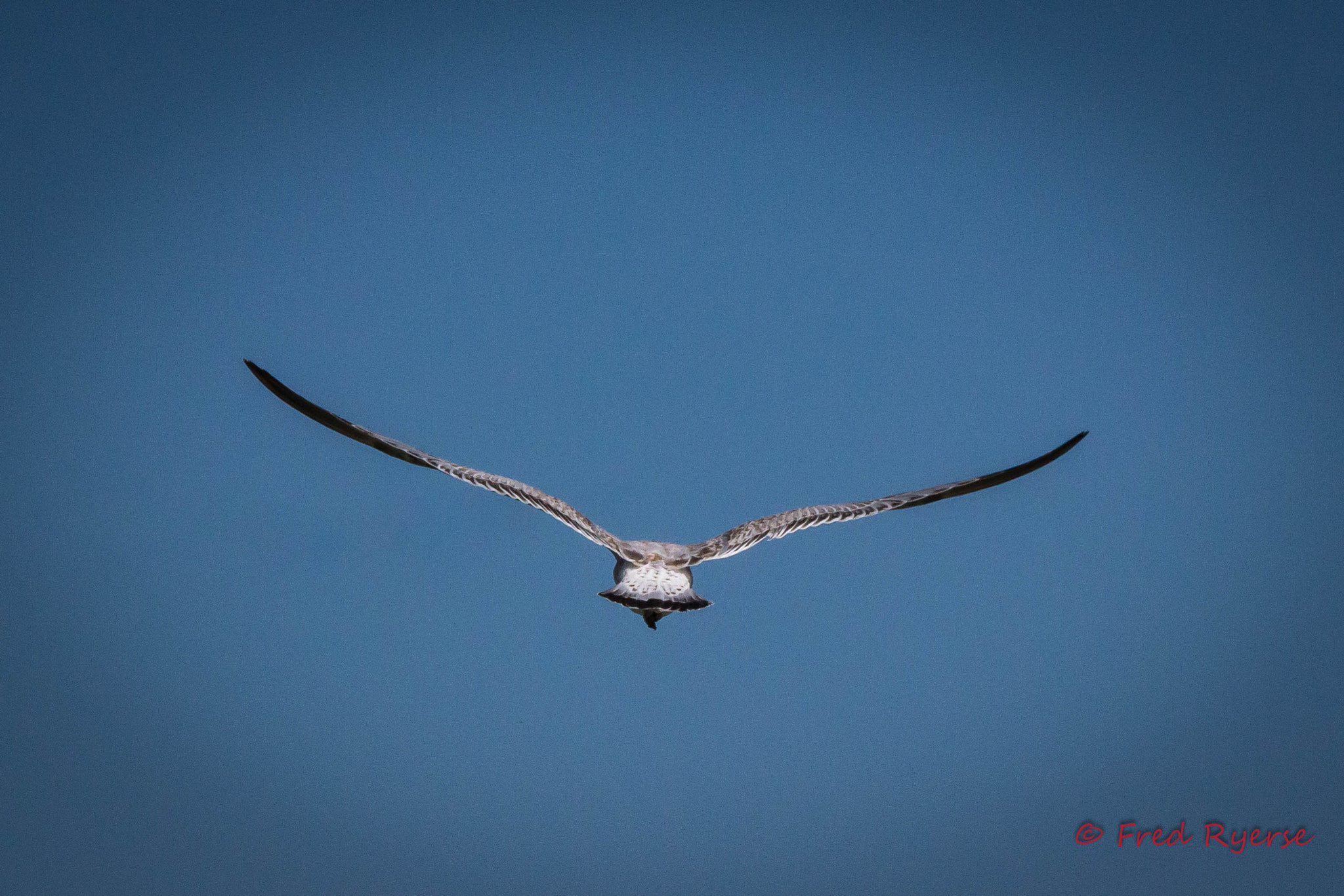 Canon EOS 600D (Rebel EOS T3i / EOS Kiss X5) + Tamron SP 150-600mm F5-6.3 Di VC USD sample photo. Seagull in flight photography
