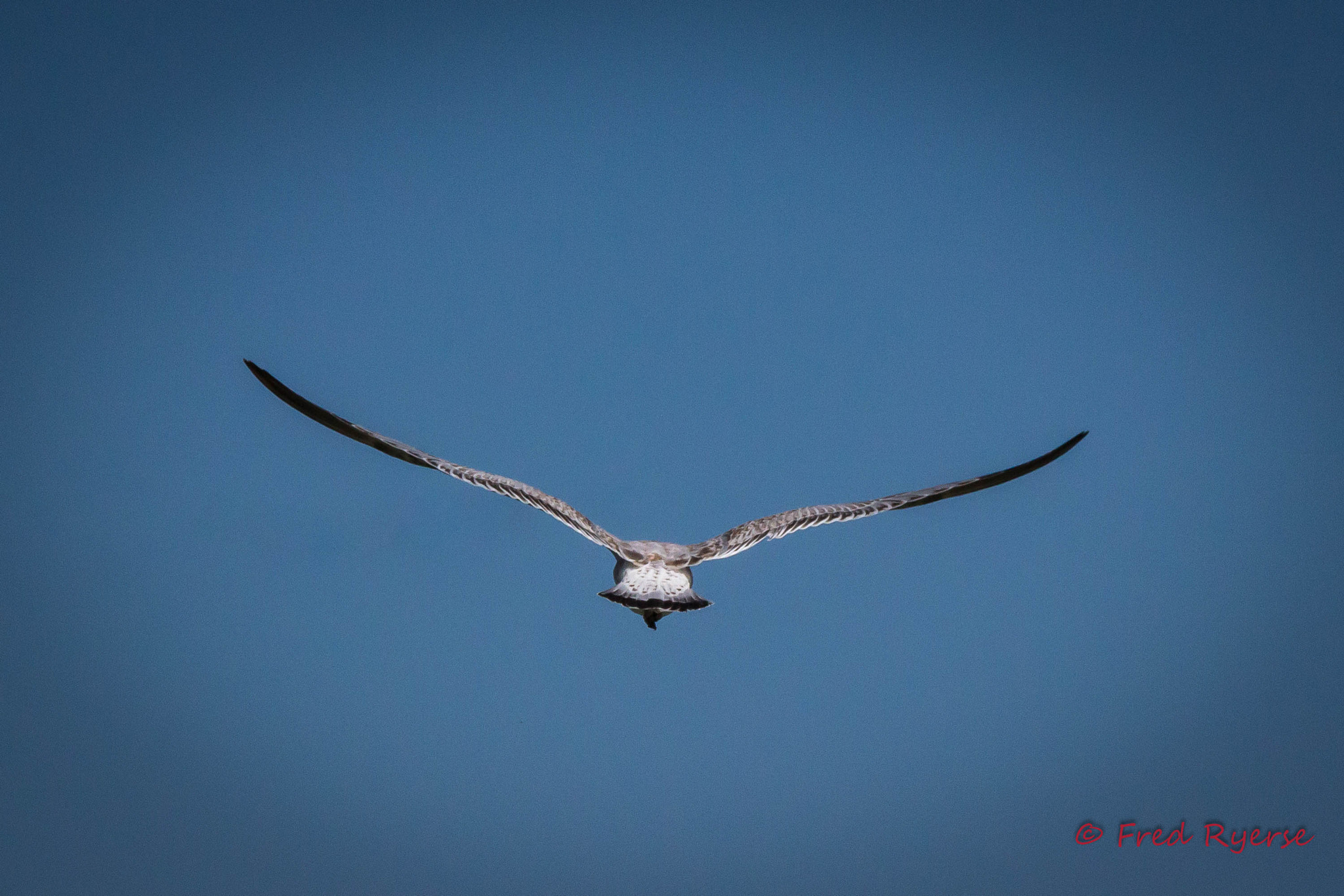 Tamron SP 150-600mm F5-6.3 Di VC USD sample photo. Seagull in flight photography
