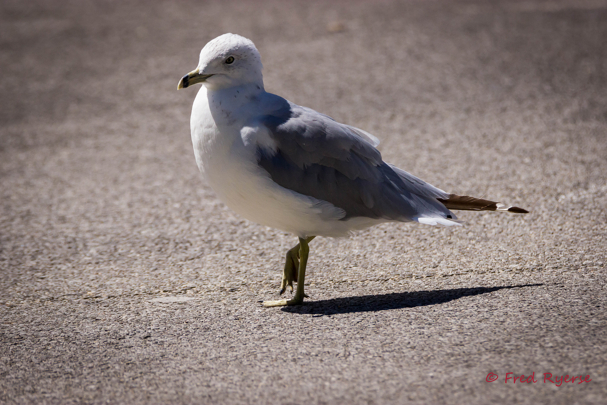 Tamron SP 150-600mm F5-6.3 Di VC USD sample photo. Seagull posing photography