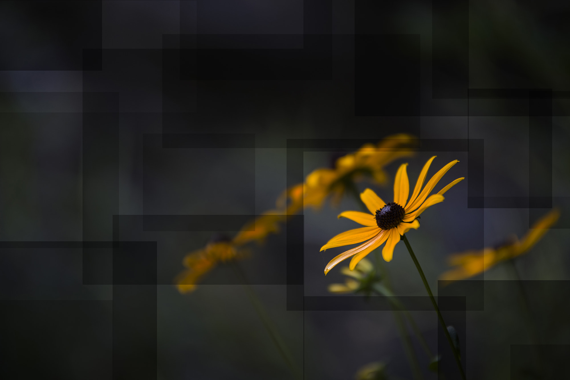 Pentax K-1 sample photo. Black eyed susan photography