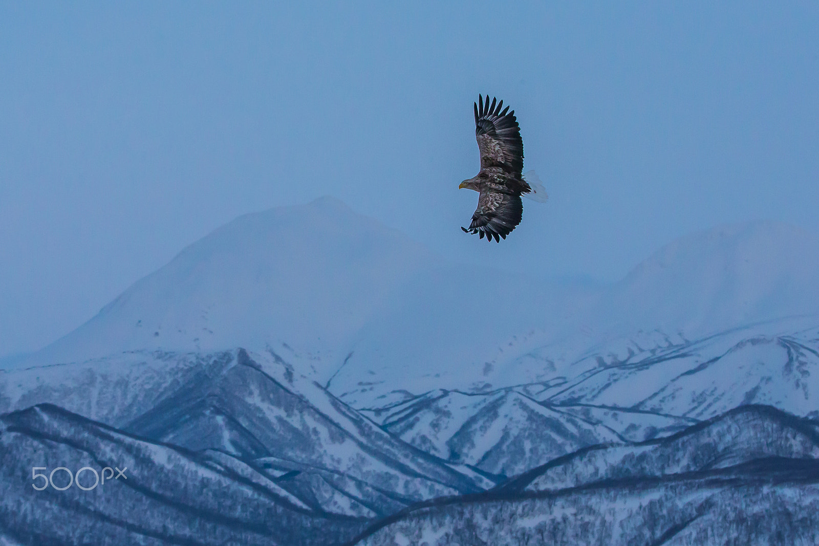 Canon EF 70-200mm F2.8L IS II USM sample photo. Flying high in winter photography