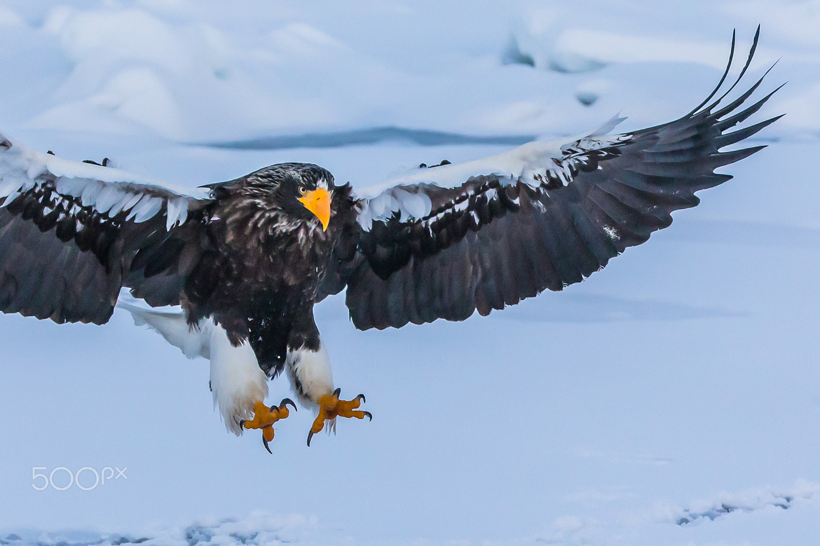 Canon EF 70-200mm F2.8L IS II USM sample photo. Preparing for landing photography