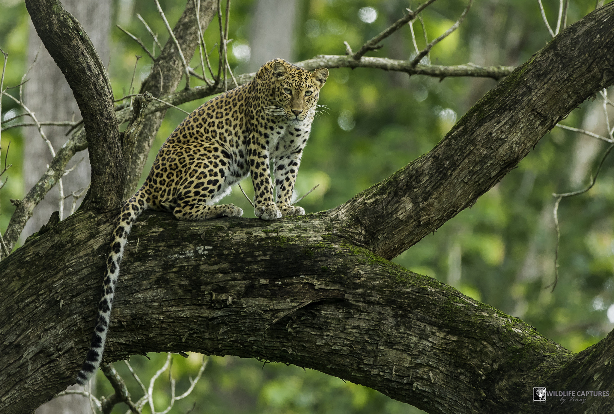 Canon EF 500mm F4L IS USM sample photo. Tiara of kabini - leopardess perched on the tree.  photography