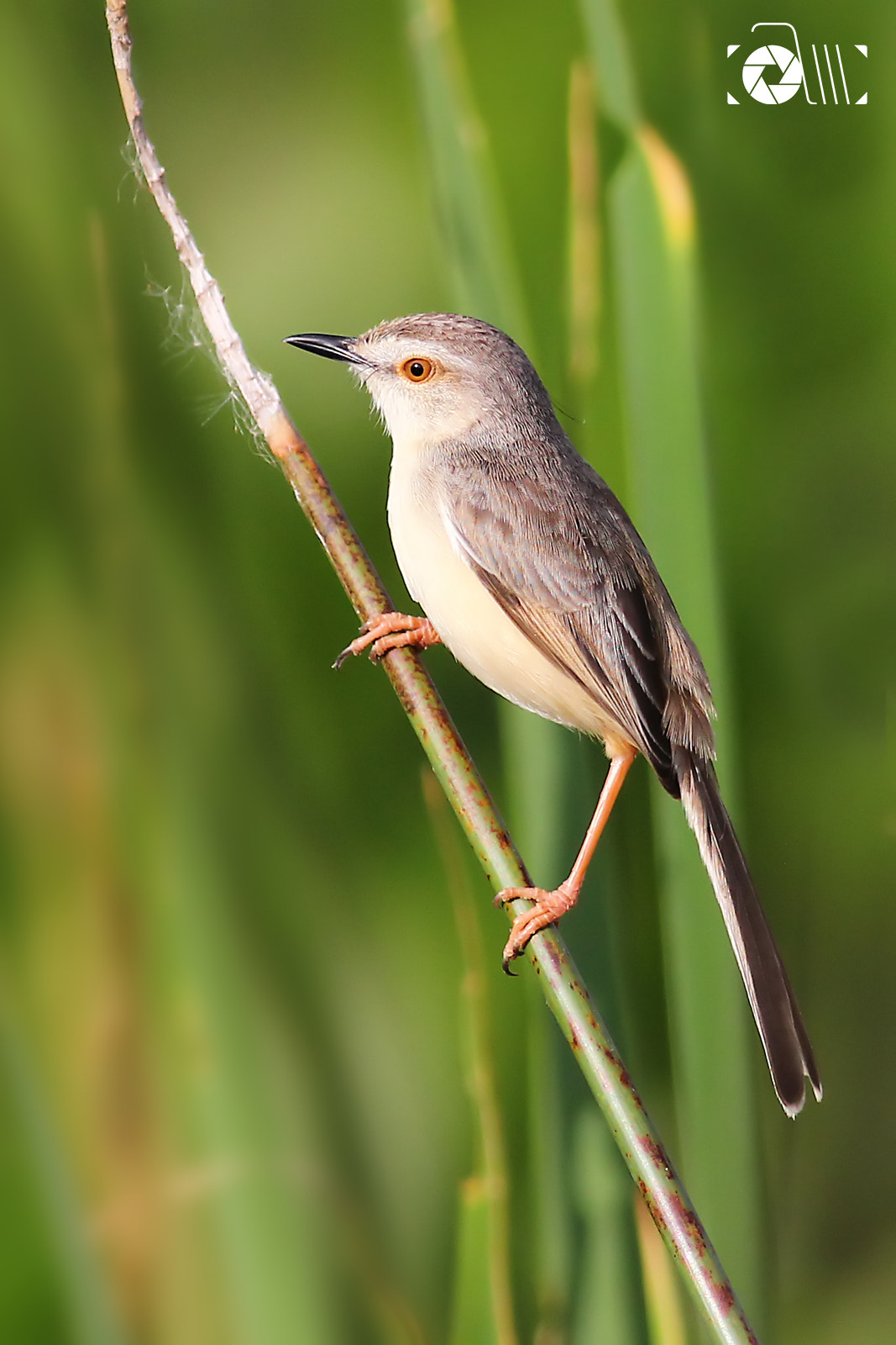 Canon EOS 550D (EOS Rebel T2i / EOS Kiss X4) + Canon EF 400mm F5.6L USM sample photo. Plain prinia photography