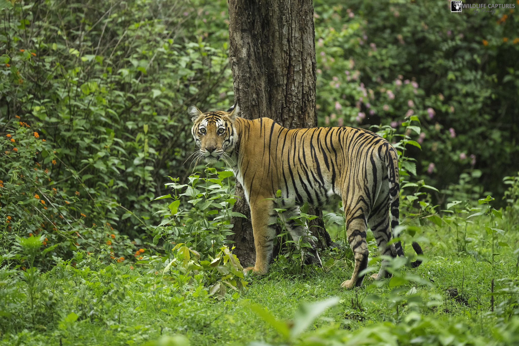 Canon EF 500mm F4L IS USM sample photo. The stare - emotions brewing in her mind as she st ... photography