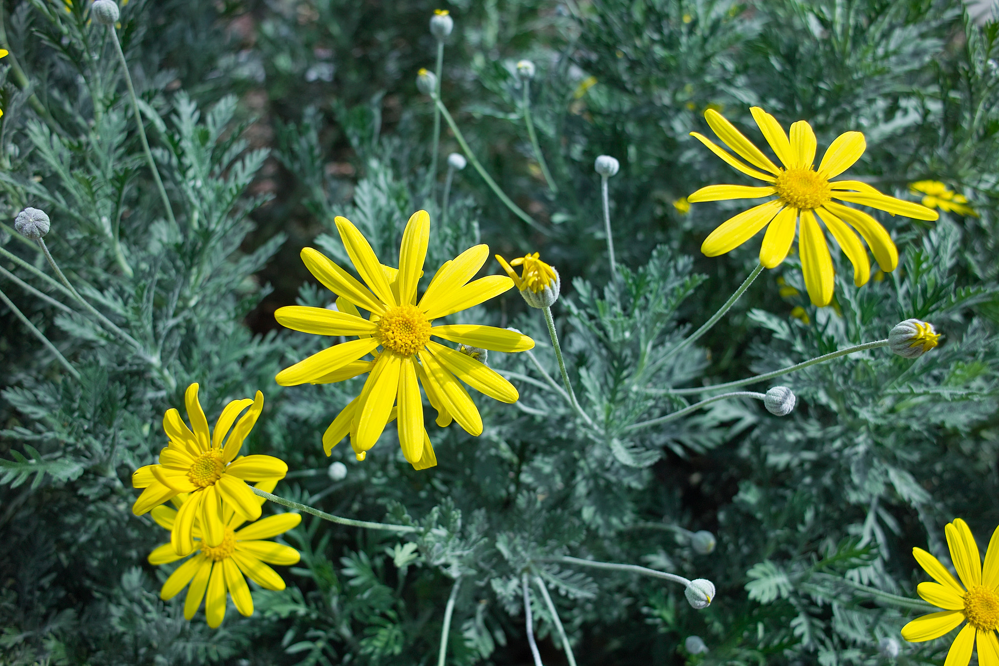 Sigma DP1s sample photo. Flowers photography