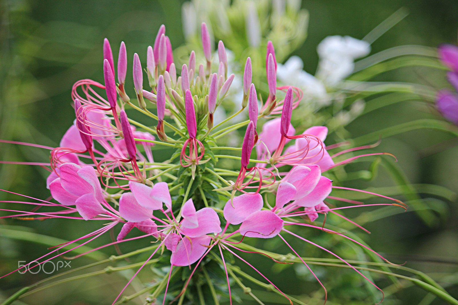 55.0 - 250.0 mm sample photo. Pink set.. photography