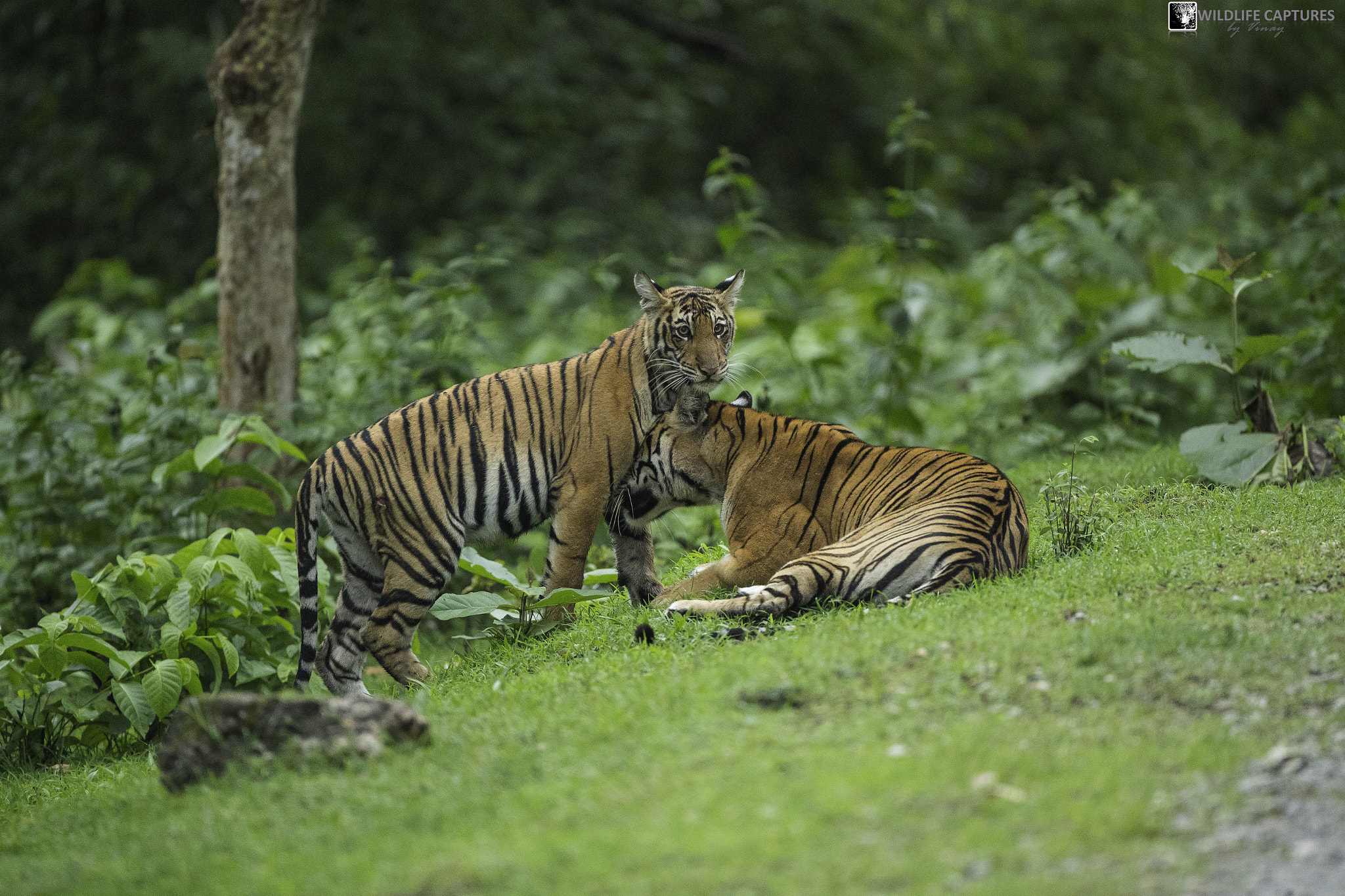 Canon EF 500mm F4L IS USM sample photo. Unconditional love - cub shares an amazing bond wi ... photography