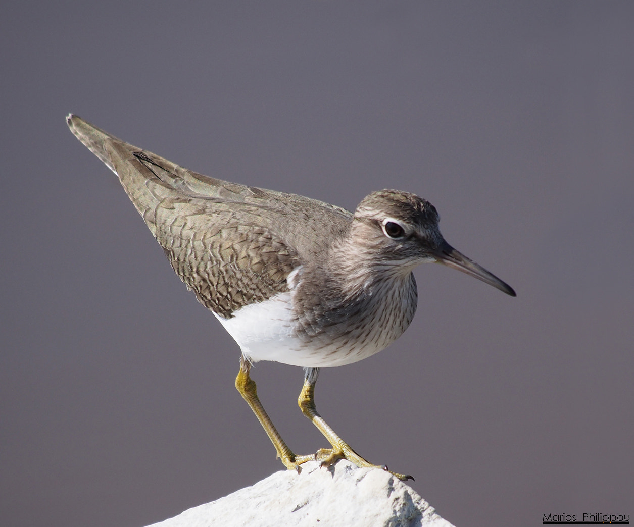 Olympus OM-D E-M5 sample photo. Common sandpiper photography