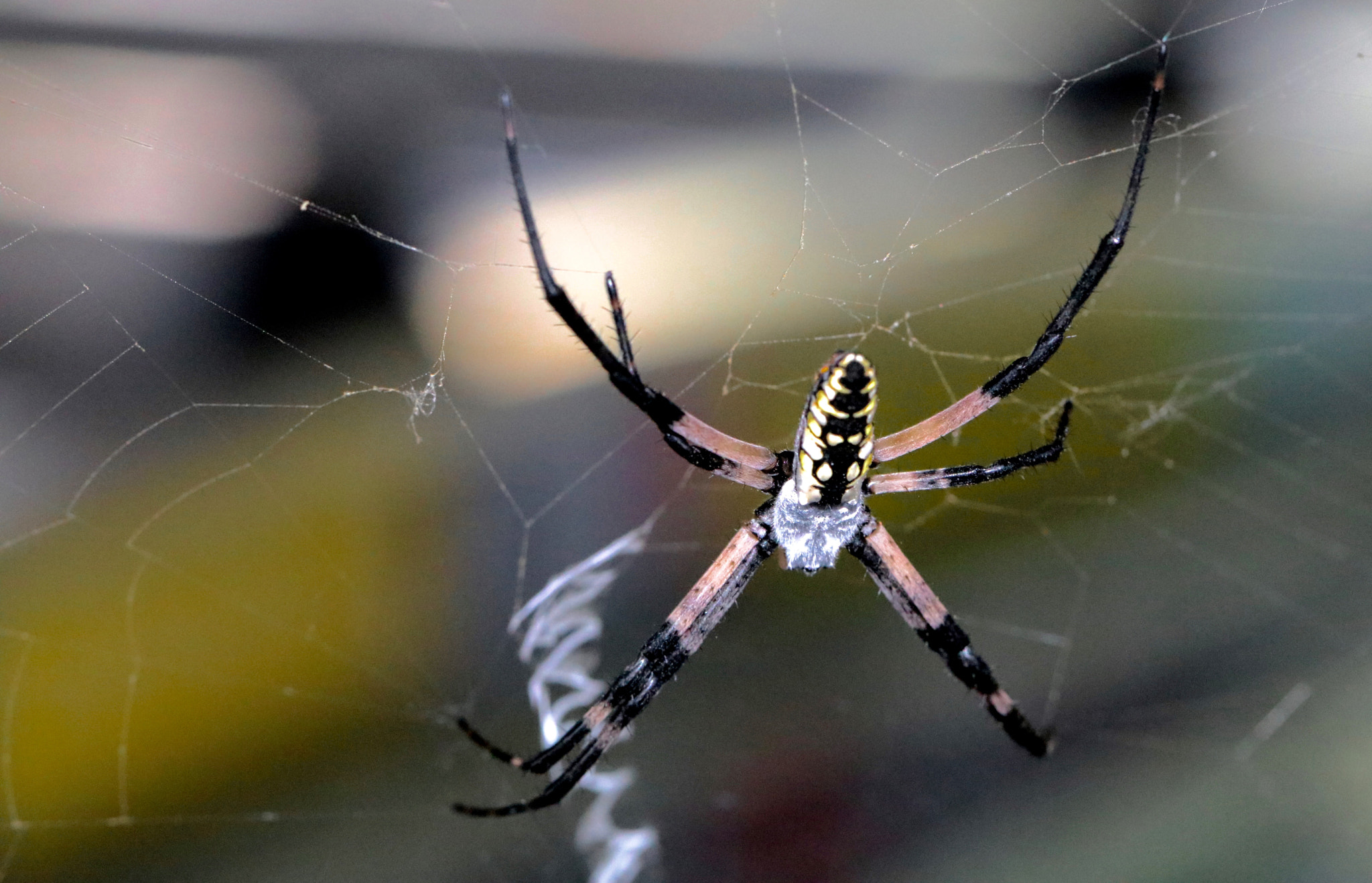 Canon EOS 80D + Canon EF 100mm F2.8L Macro IS USM sample photo. Miss garden spider photography