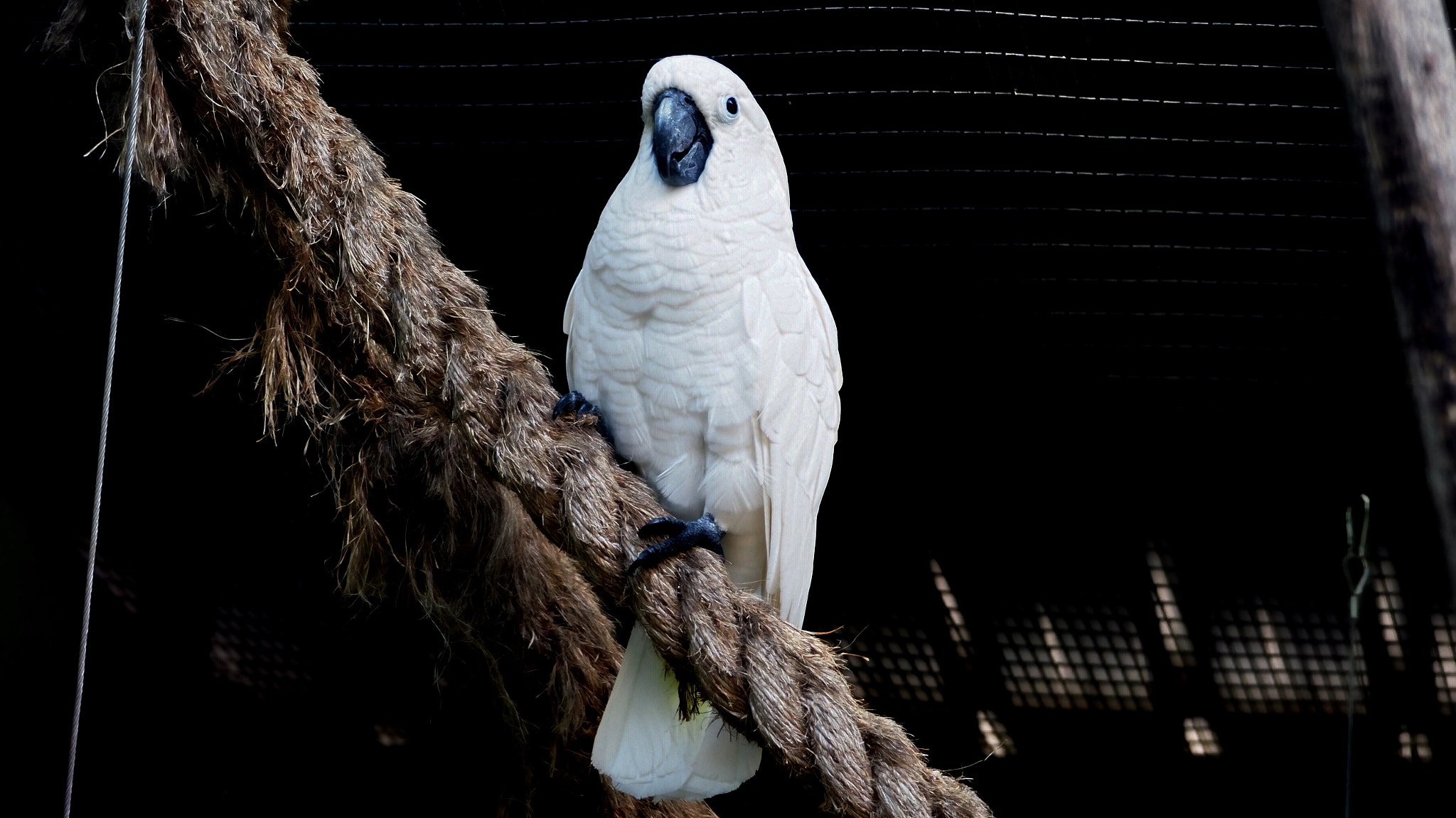 Olympus PEN-F sample photo. Parrot,jurong birds park,singapore photography