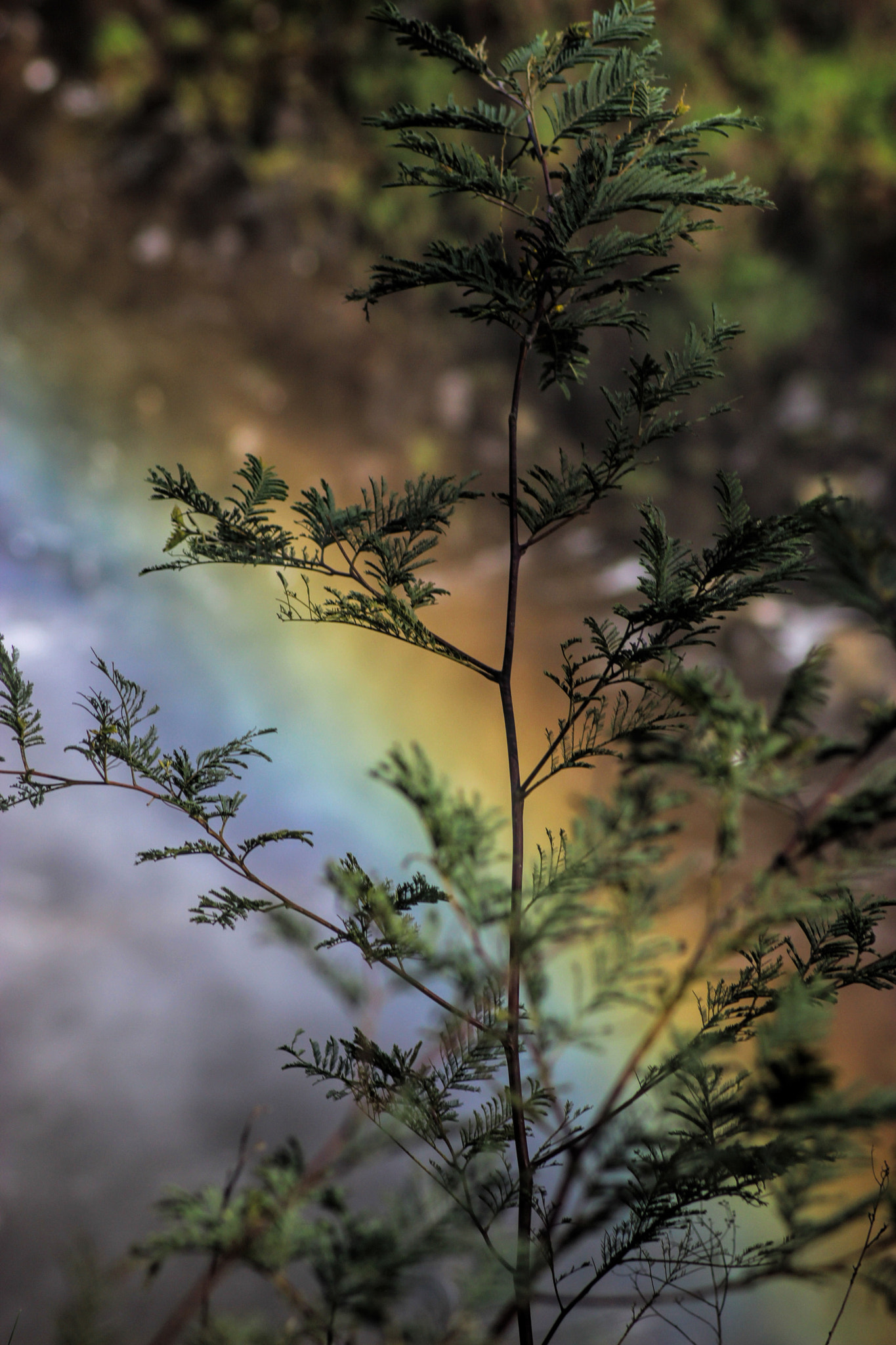 Canon EOS 600D (Rebel EOS T3i / EOS Kiss X5) sample photo. Instagram photography