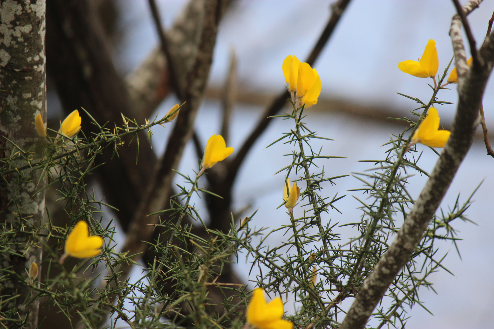 Canon EOS 600D (Rebel EOS T3i / EOS Kiss X5) sample photo. Instagram photography