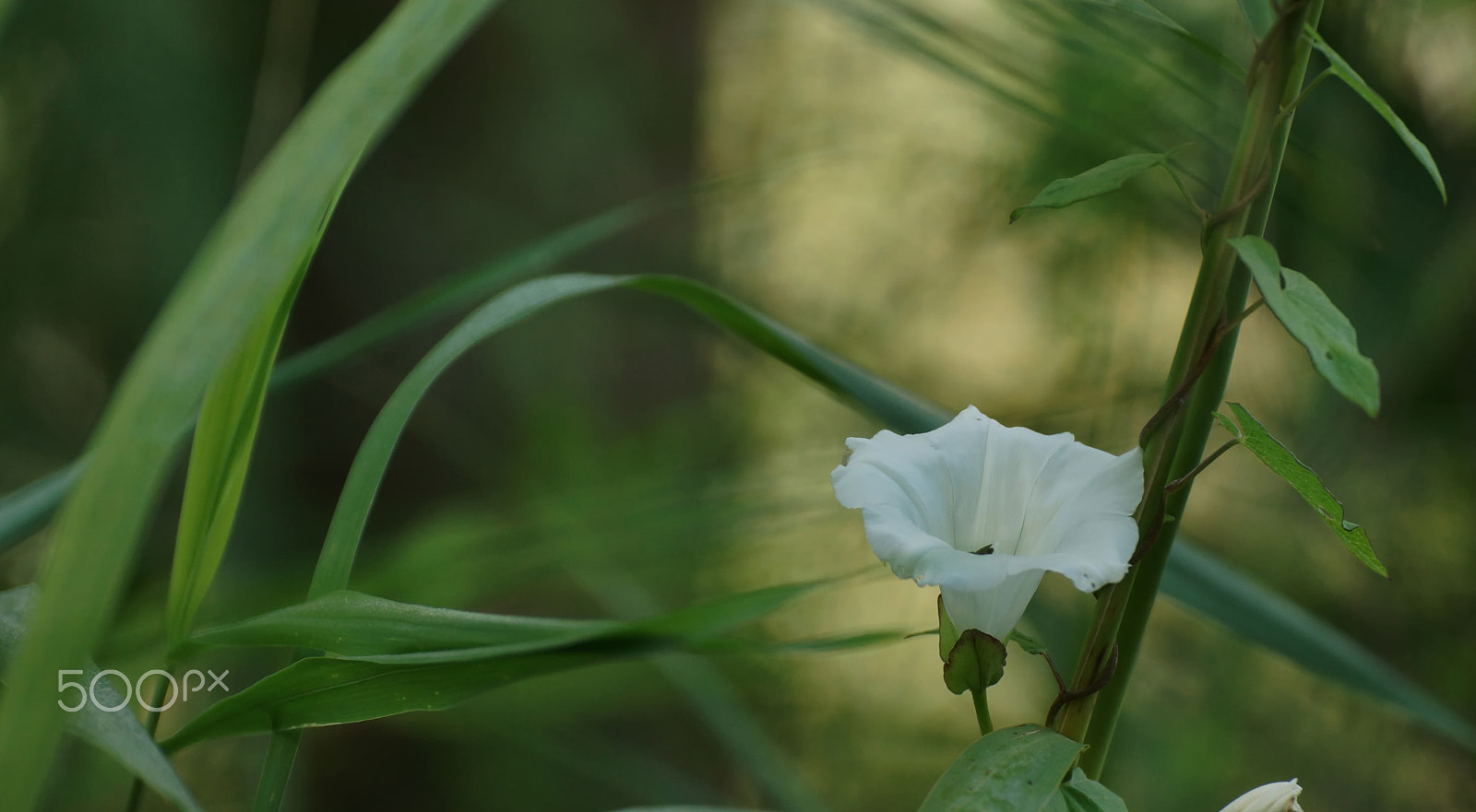 Tamron SP 70-300mm F4-5.6 Di USD sample photo. Zaunwinde photography