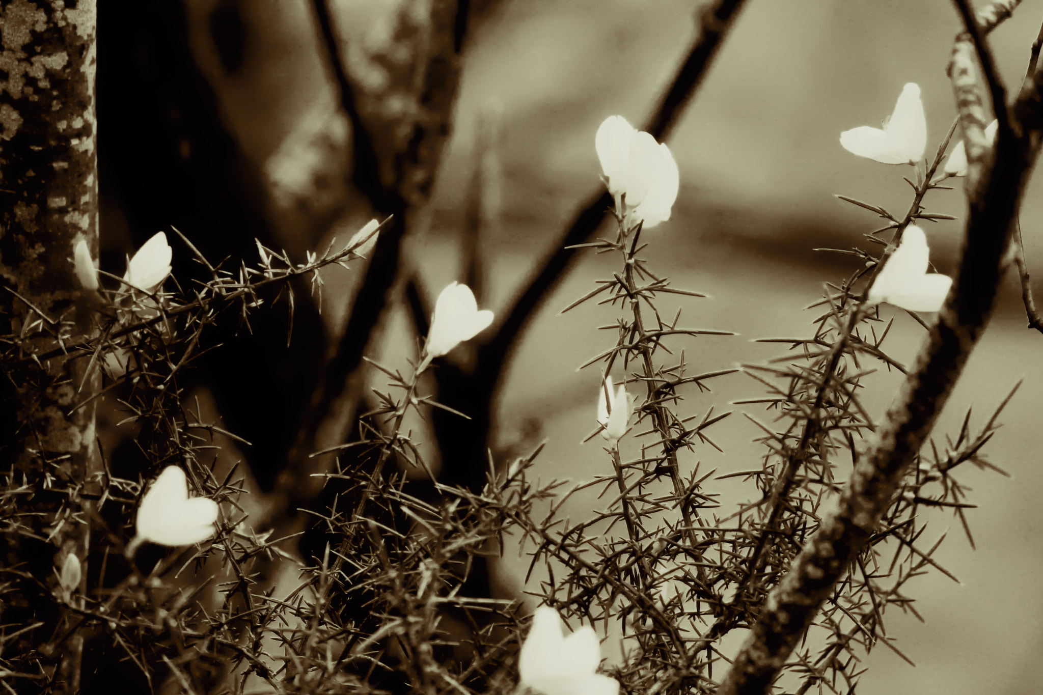 Canon EOS 600D (Rebel EOS T3i / EOS Kiss X5) sample photo. Instagram photography
