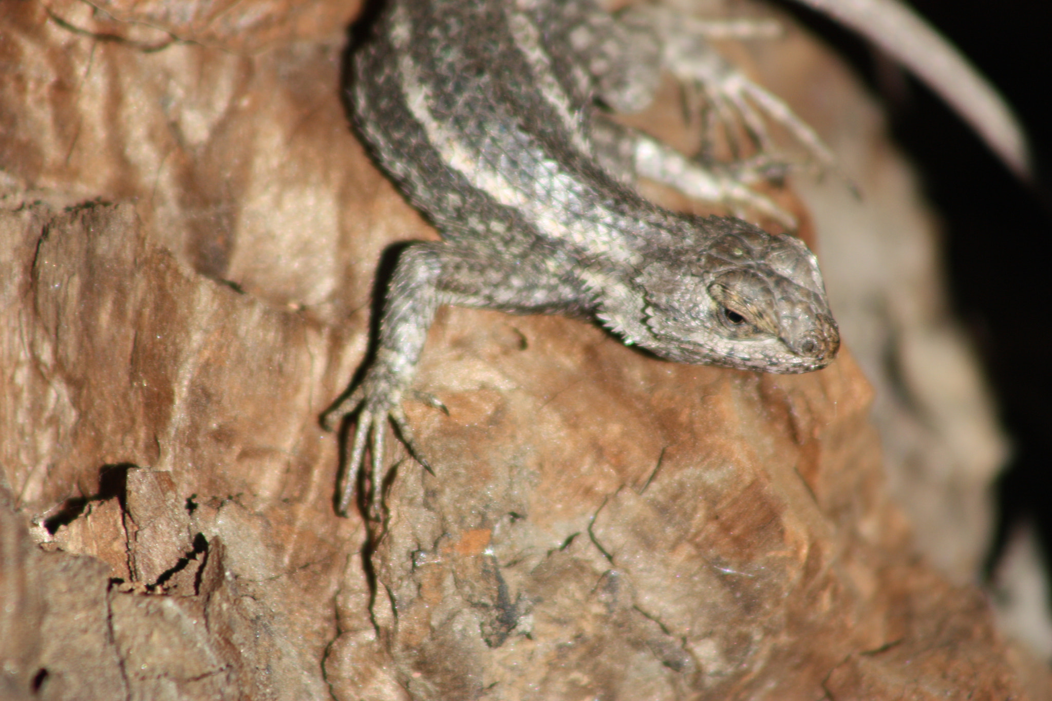 Canon EOS 450D (EOS Rebel XSi / EOS Kiss X2) sample photo. Lizard photography