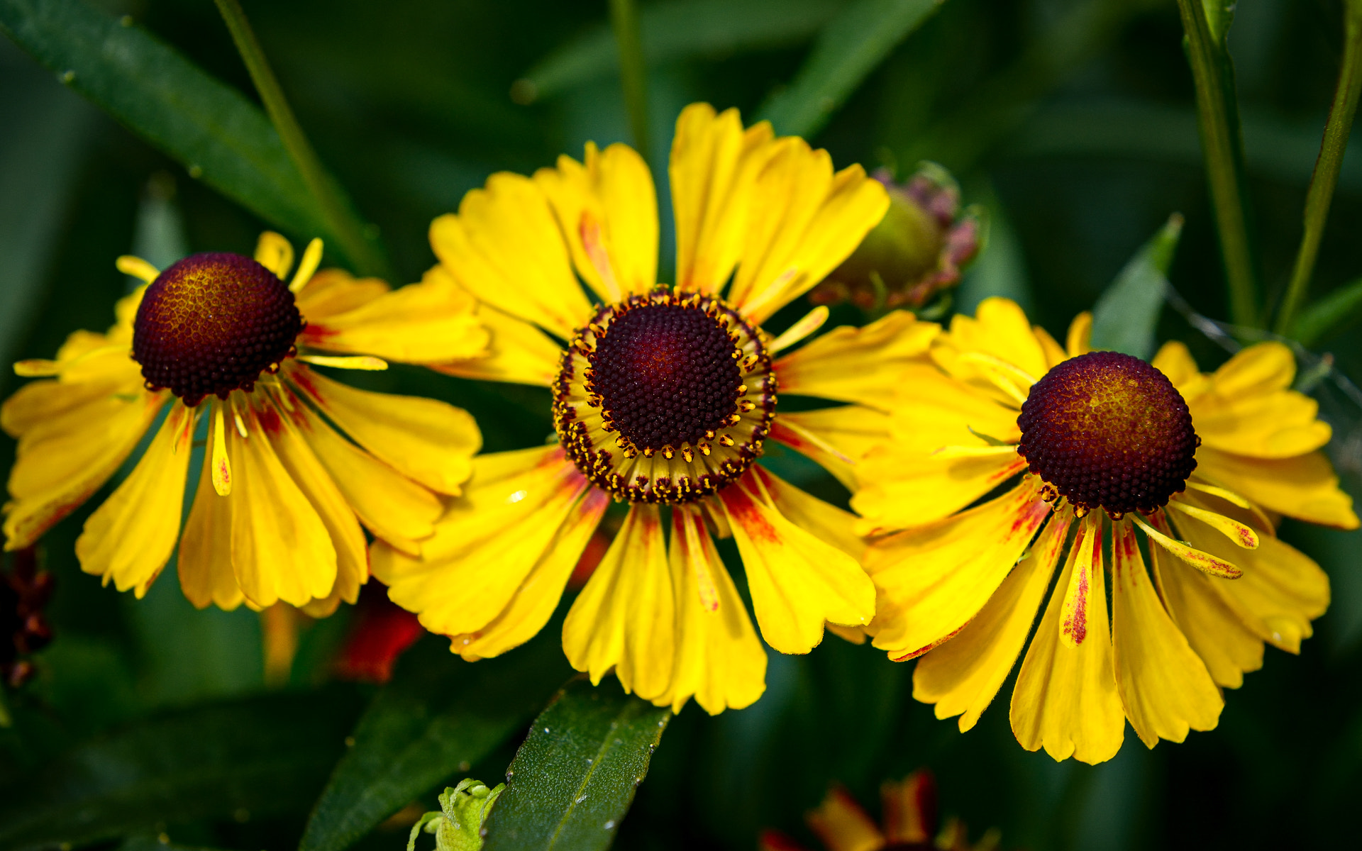 Nikon D800 + AF Nikkor 50mm f/1.8 sample photo. In a row photography