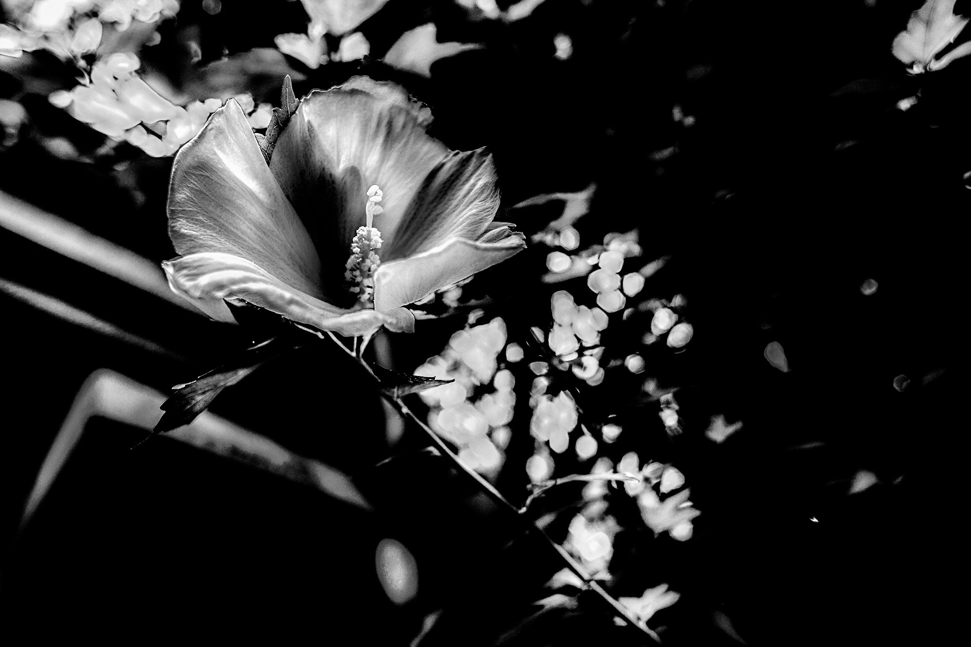 Canon EF 24mm F2.8 sample photo. Img photography