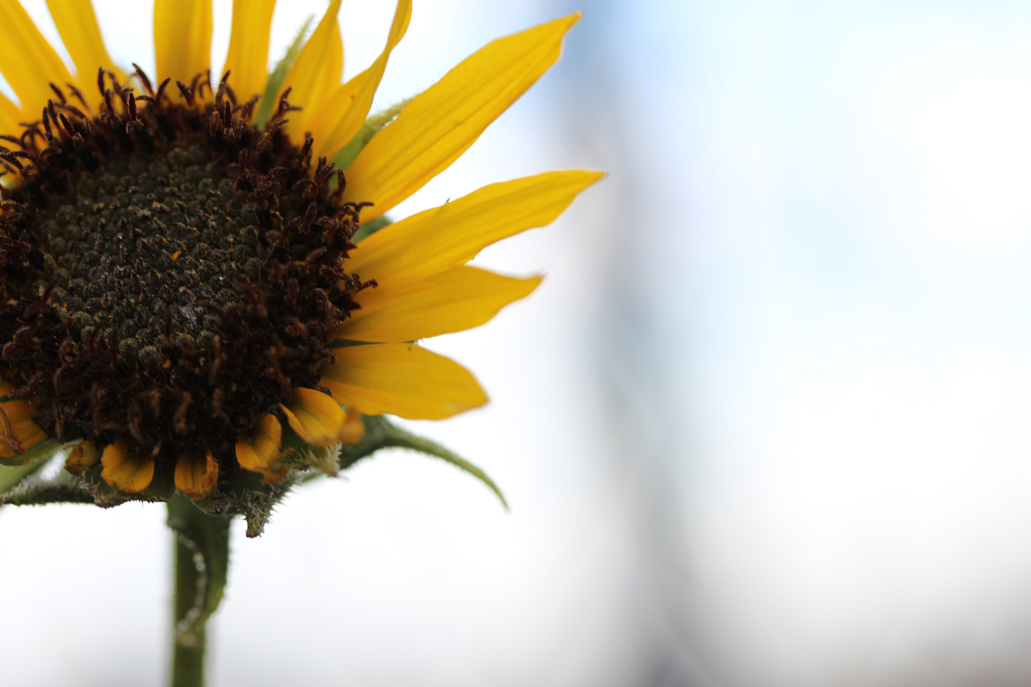 Canon EF-S 60mm F2.8 Macro USM sample photo. 045.jpg photography