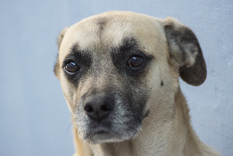 Sony DT 55-200mm F4-5.6 SAM sample photo. Tufão, my dearest dog photography