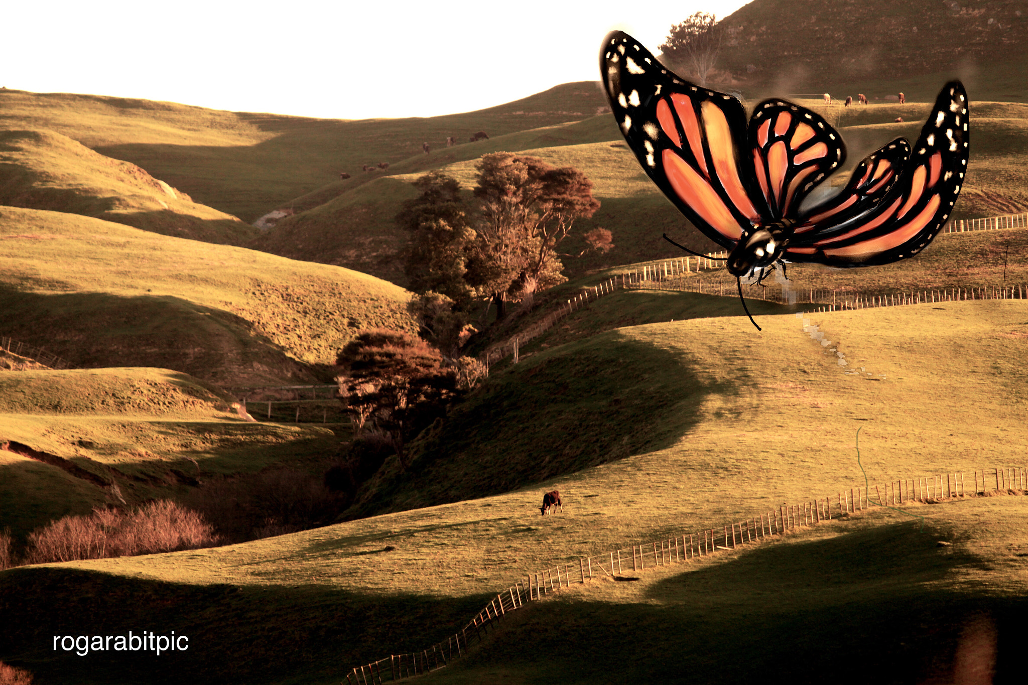 Canon EF-S 55-250mm F4-5.6 IS sample photo. The cow and the butterfly. photography