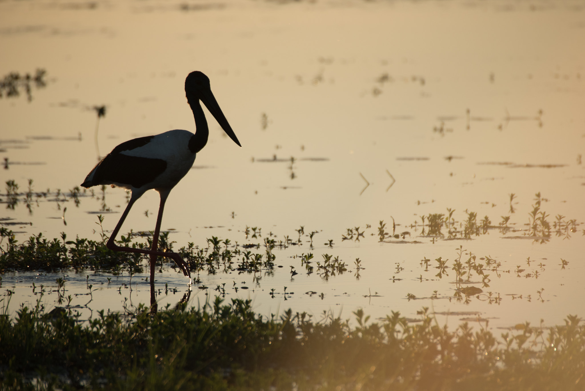 Sigma APO 170-500mm F5-6.3 Aspherical RF sample photo. Black-necked stork photography