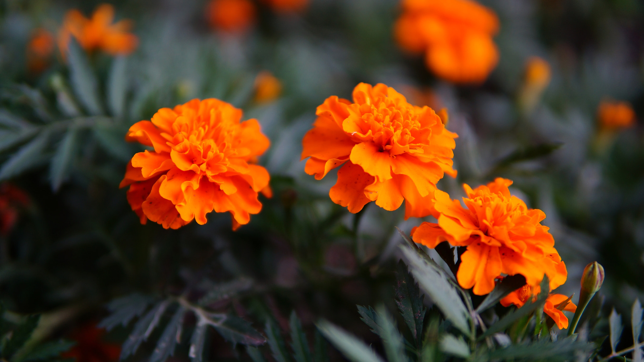 Sony Alpha NEX-5R + Sigma 30mm F1.4 DC DN | C sample photo. Sf001 photography