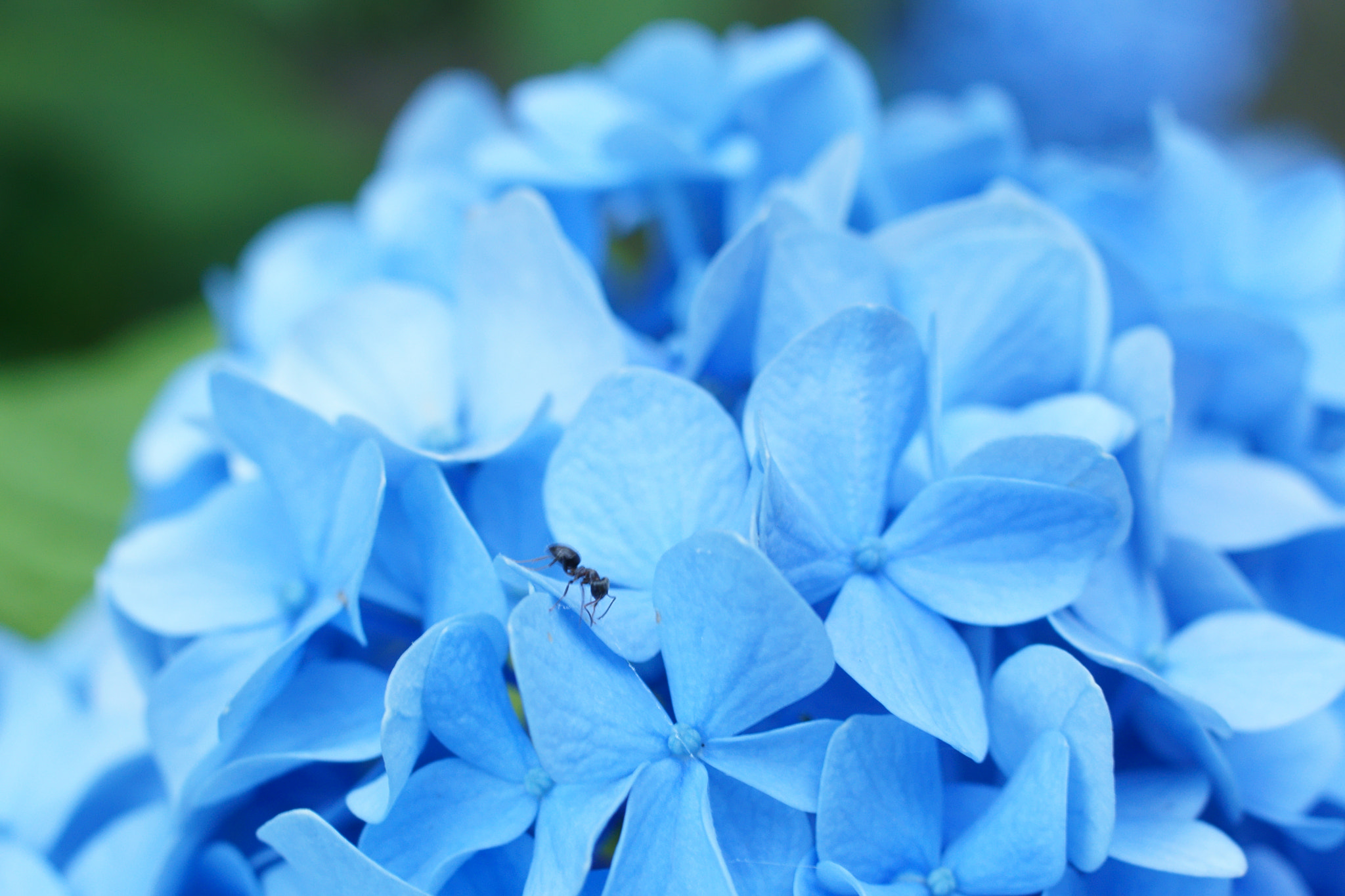 Sony SLT-A55 (SLT-A55V) + Sony DT 35mm F1.8 SAM sample photo. Hydrangea photography