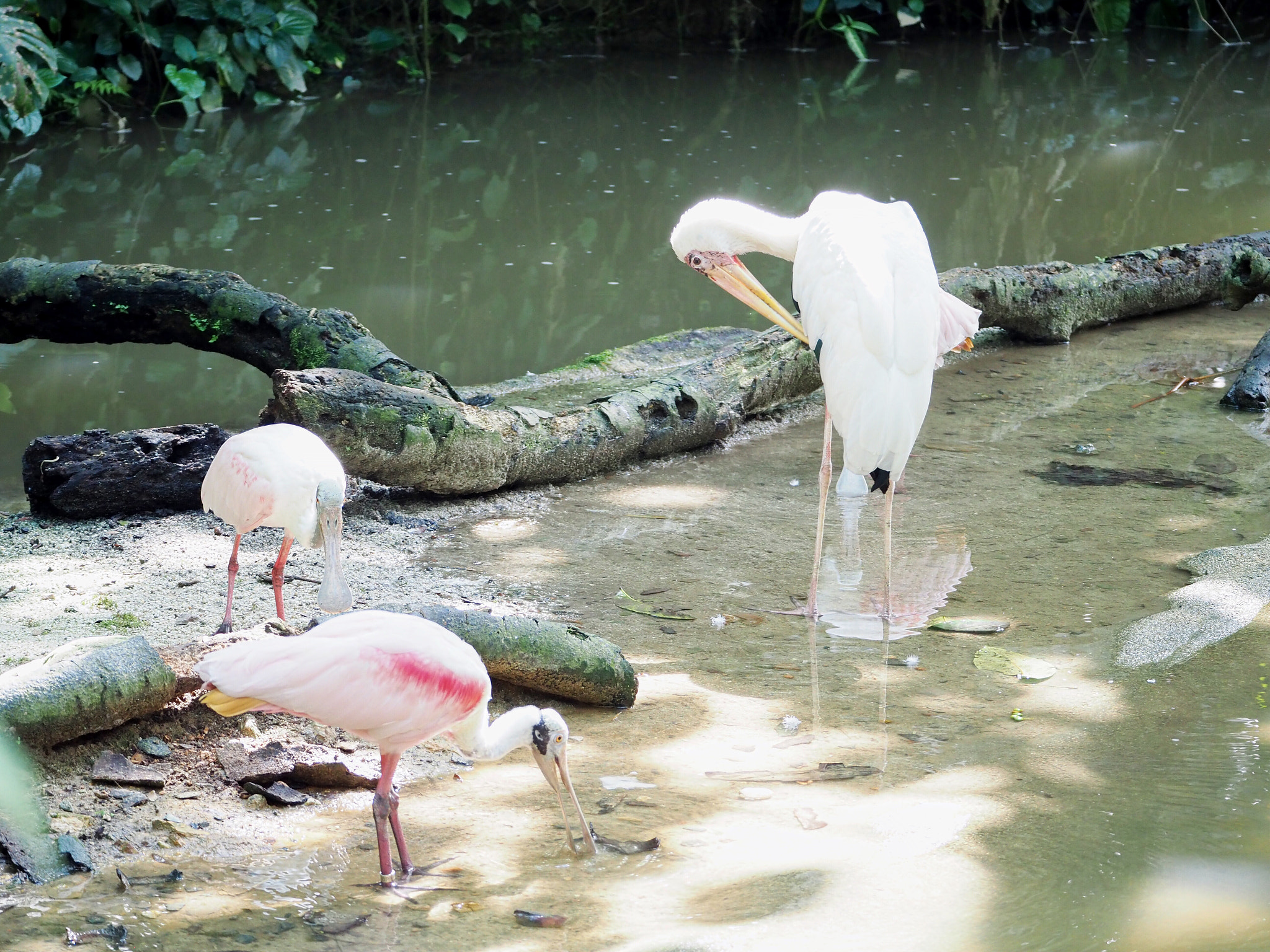 Olympus PEN-F sample photo