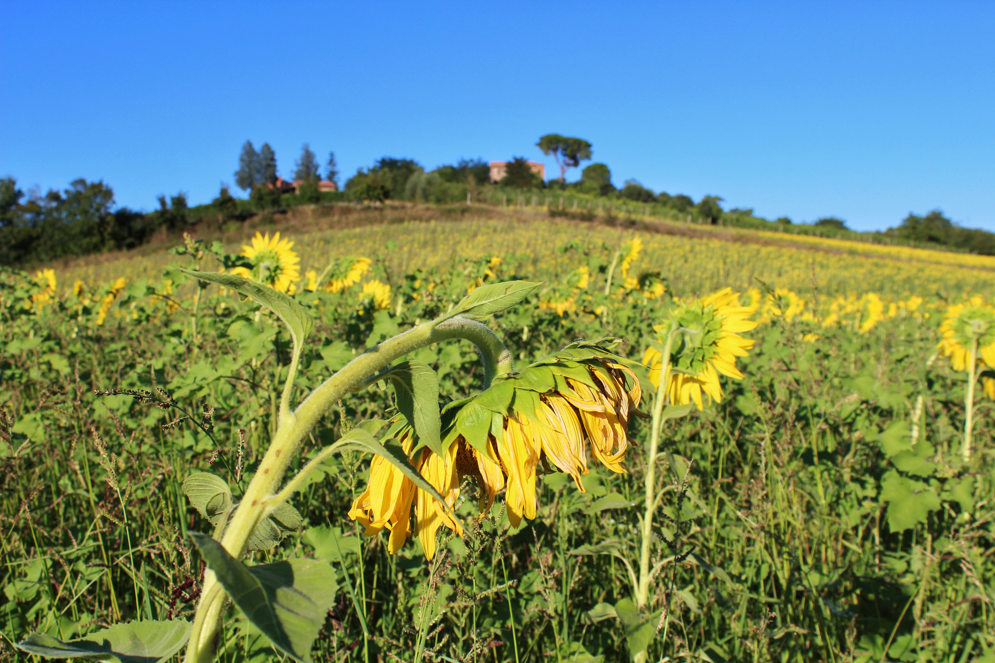 Canon EF-S 18-55mm F3.5-5.6 III sample photo. Girasoli in val d'orcia photography