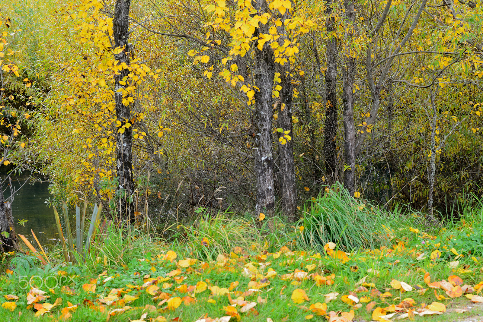 Nikon D600 + Nikon AF-S Nikkor 58mm F1.4G sample photo. Fall photography