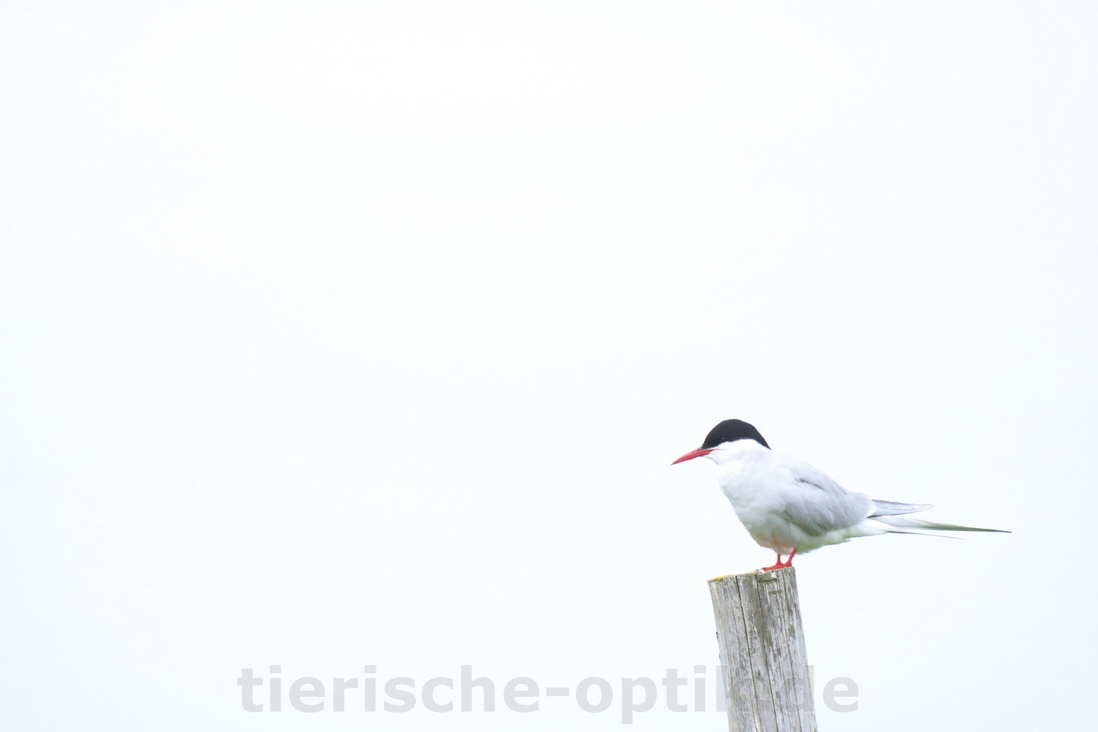 Sigma 50-500mm f/4-6.3 APO HSM EX sample photo. Küstenseeschwalbe photography