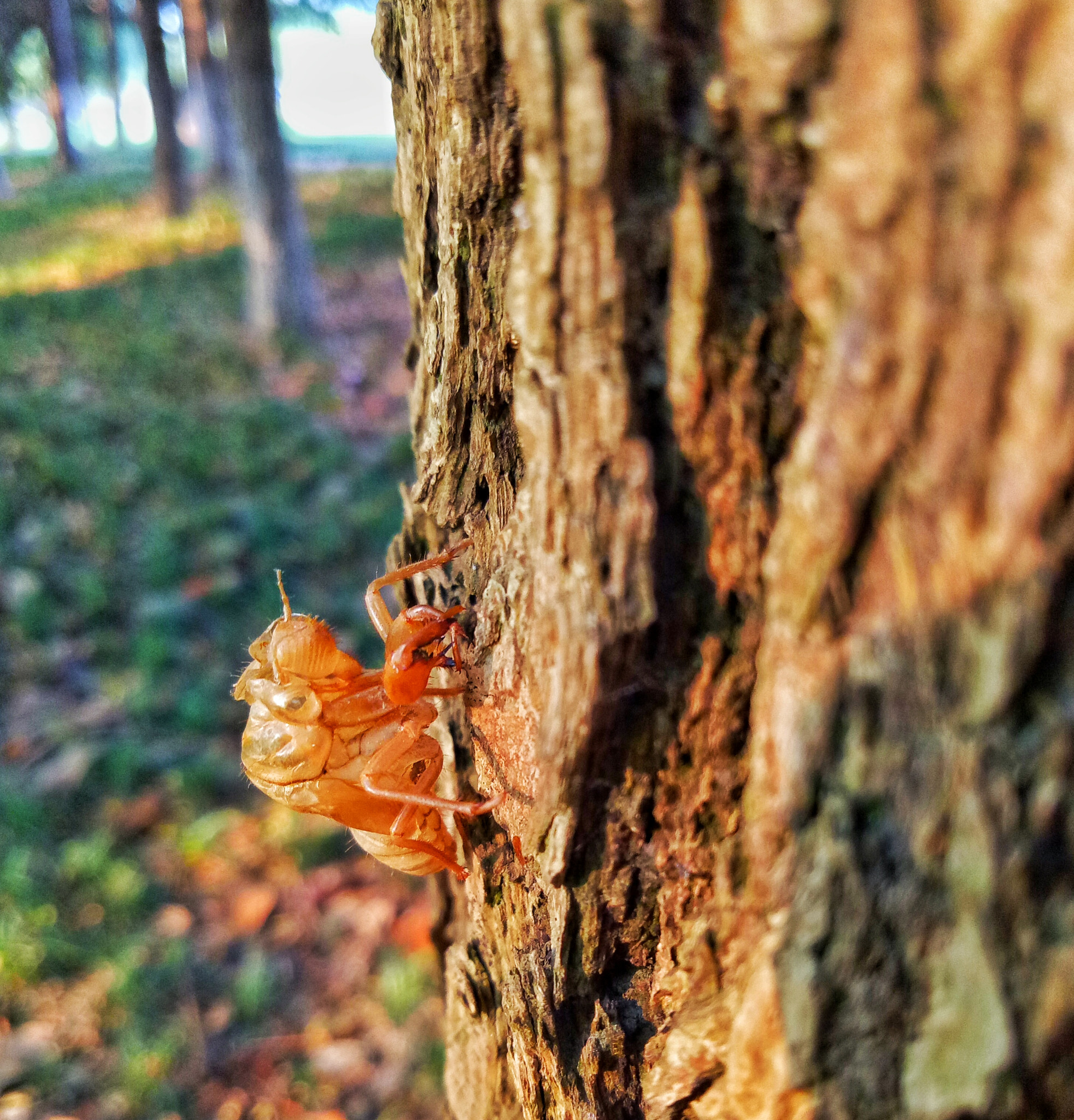 OPPO A59M sample photo. 蝉蜕 photography